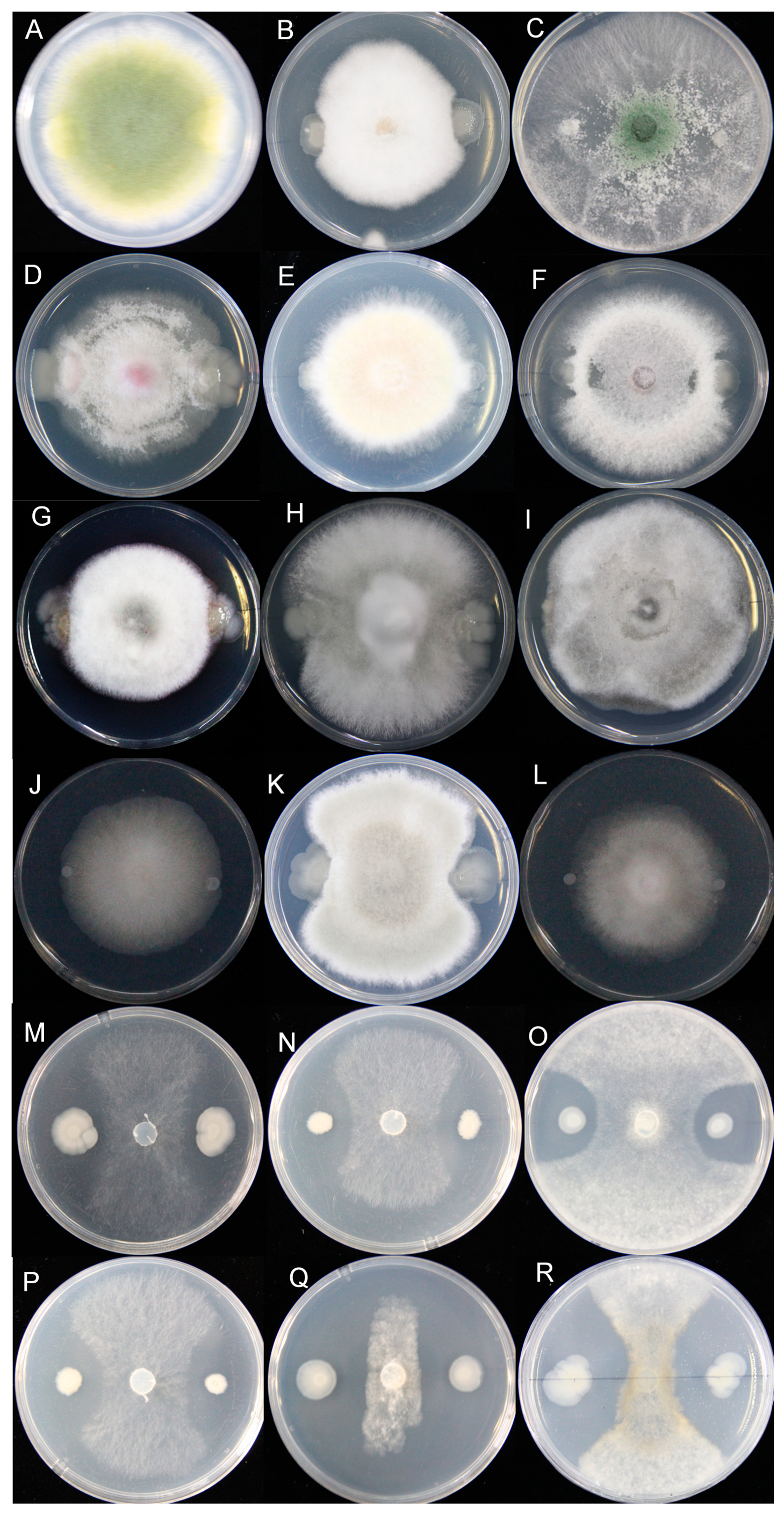 Microorganisms 12 00611 g003