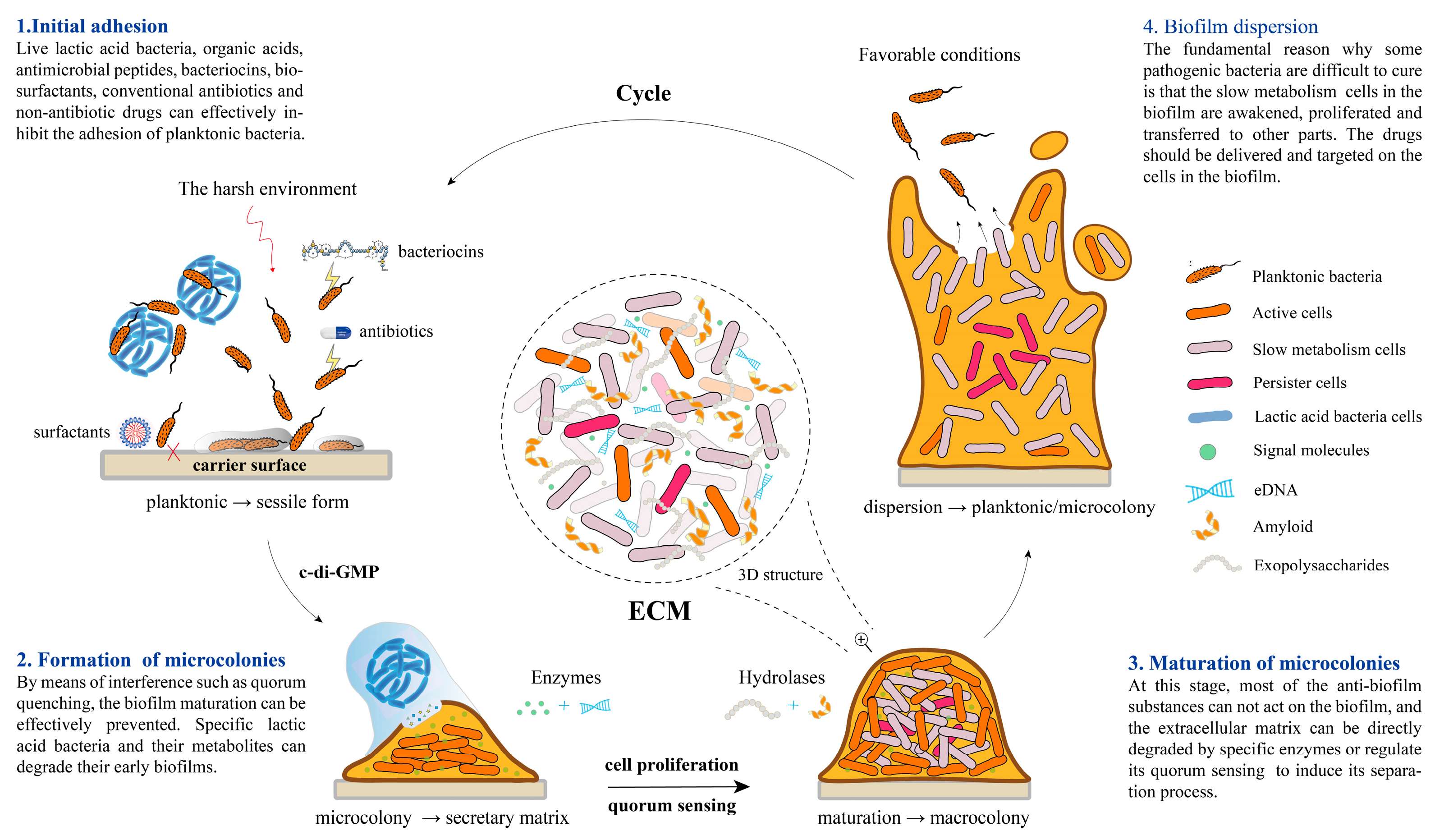 Microorganisms 12 00704 g001