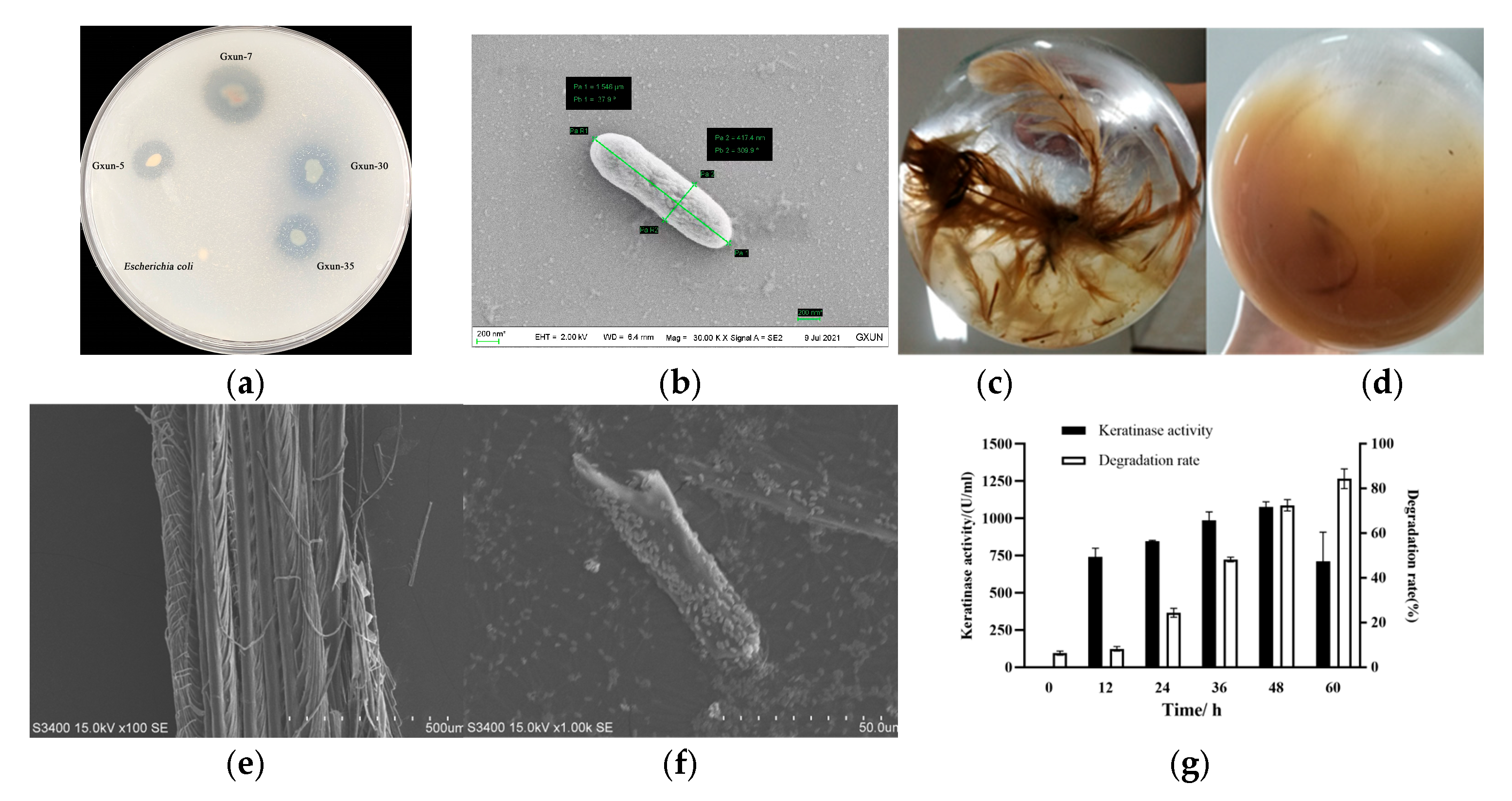 Microorganisms 12 00841 g001