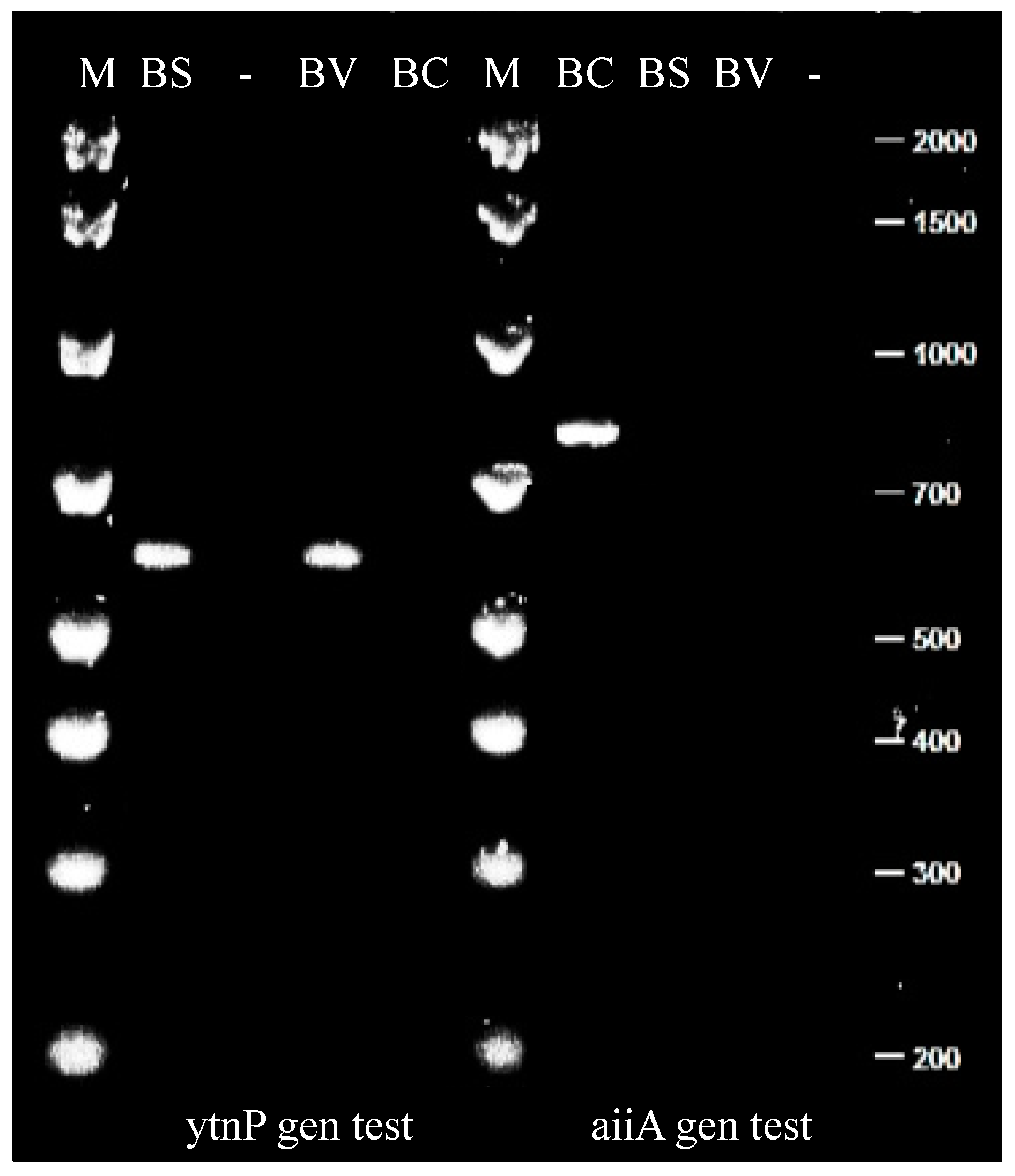 Microorganisms 12 00890 g003