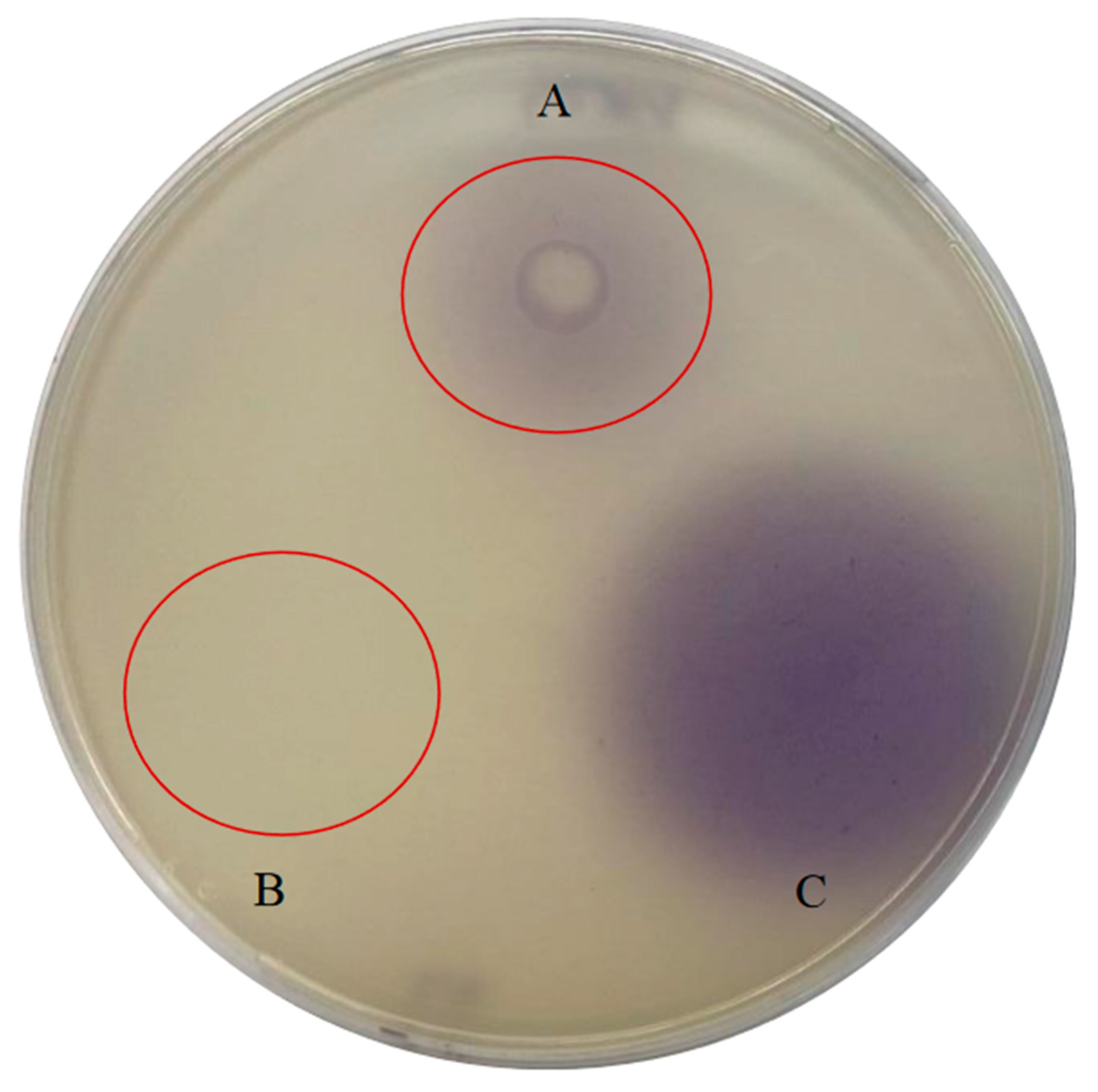 Microorganisms 12 00890 g004