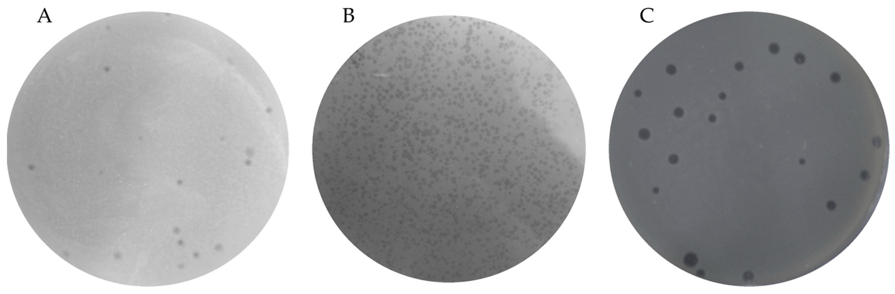 Microorganisms 12 00895 g001