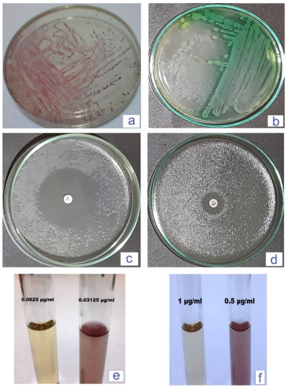 Microorganisms 12 00901 g001