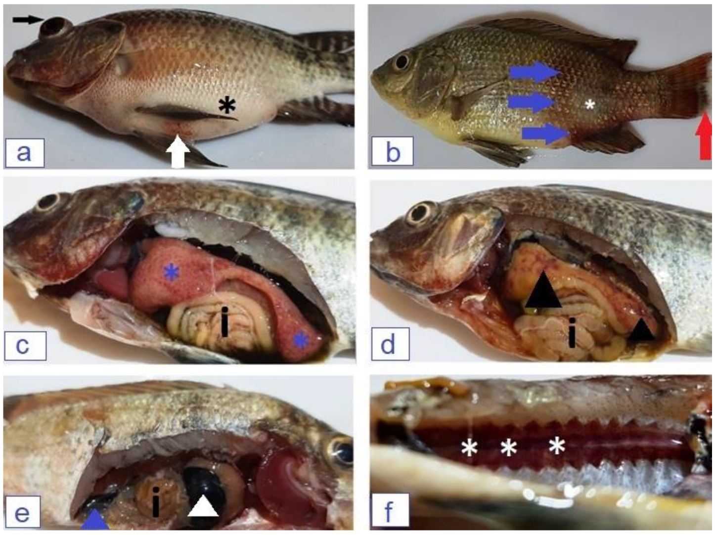 Microorganisms 12 00901 g002