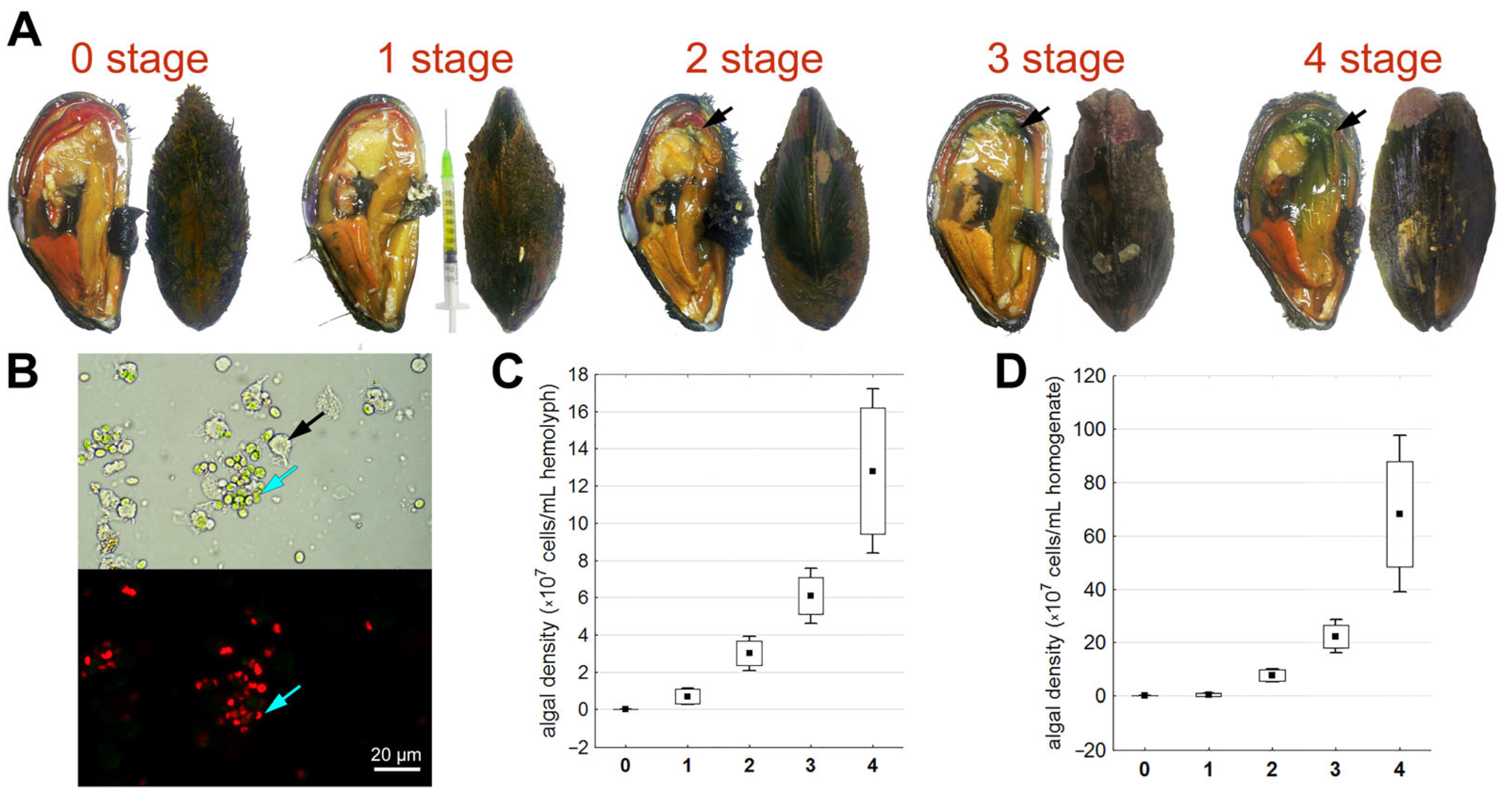 Microorganisms 12 00997 g001