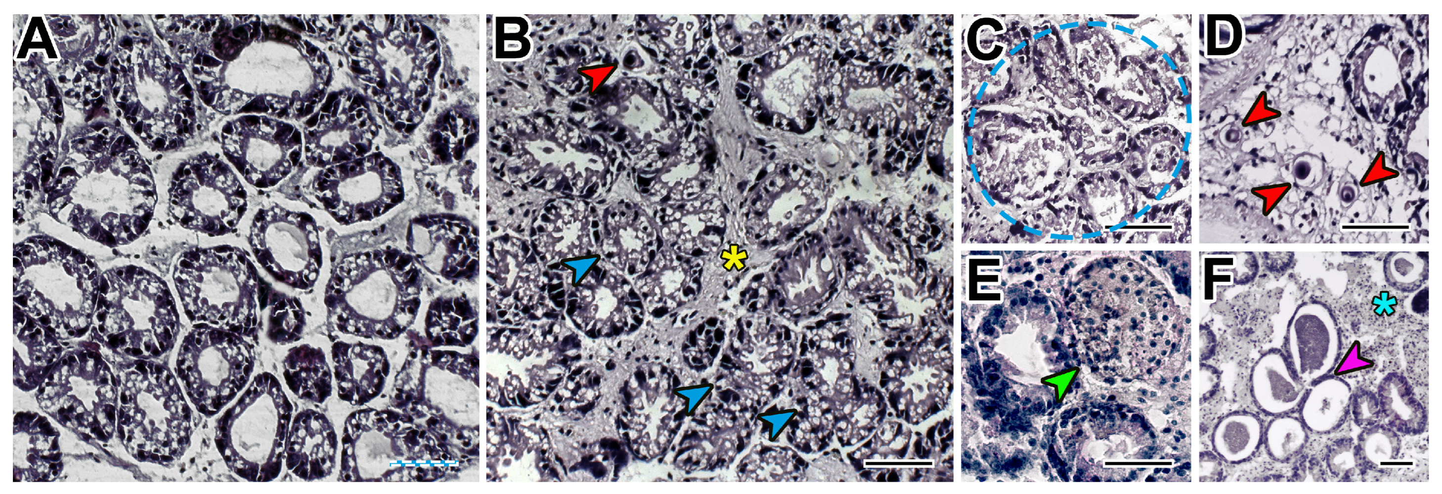 Microorganisms 12 00997 g006