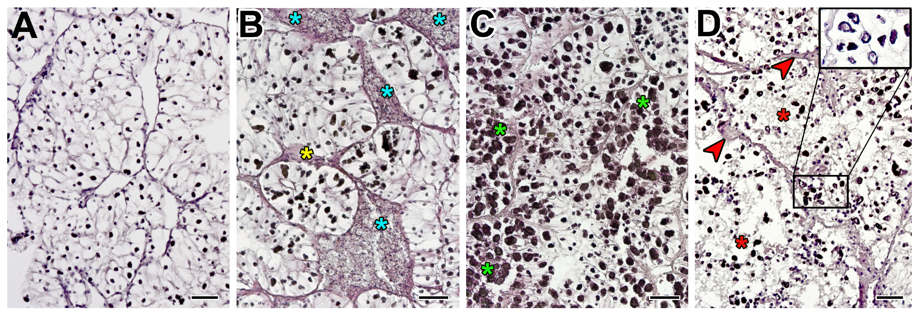 Microorganisms 12 00997 g008