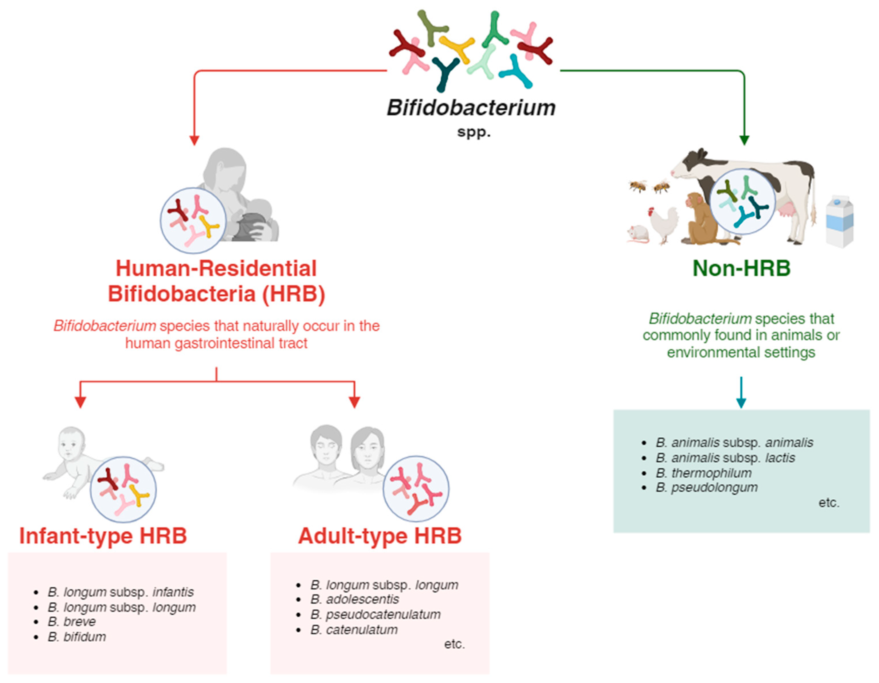 Microorganisms 12 01014 g001