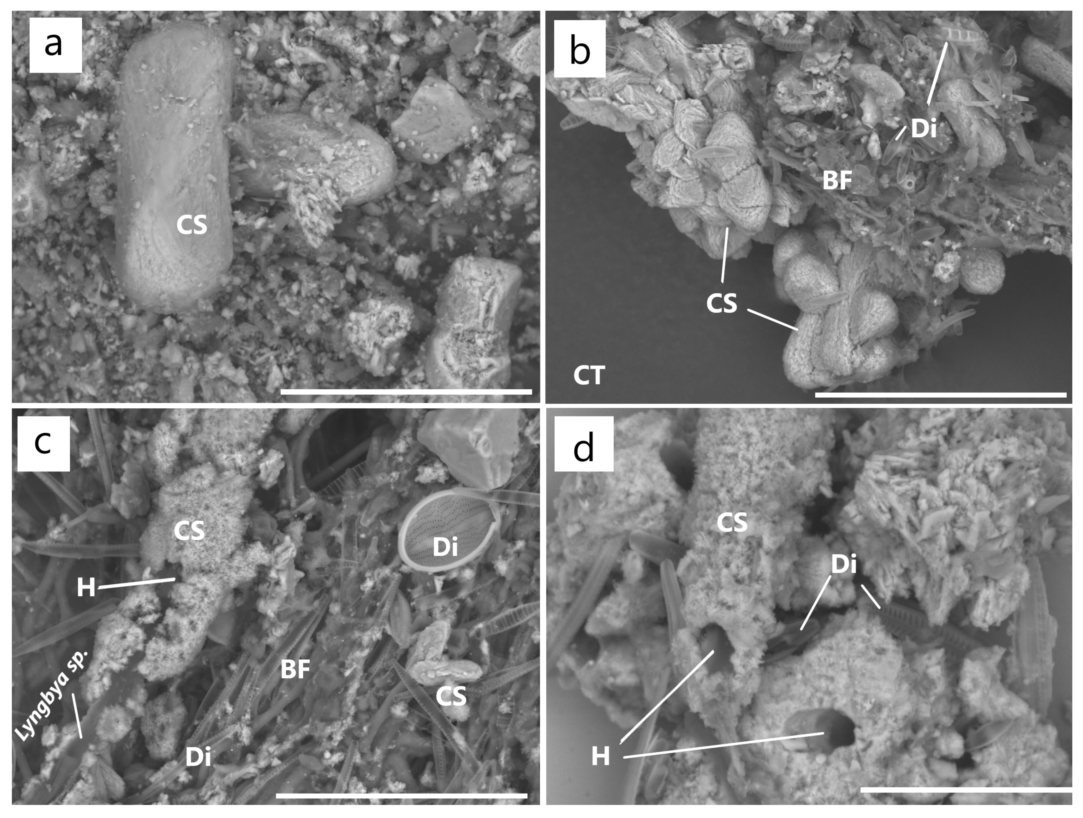 Minerals 11 01199 g008