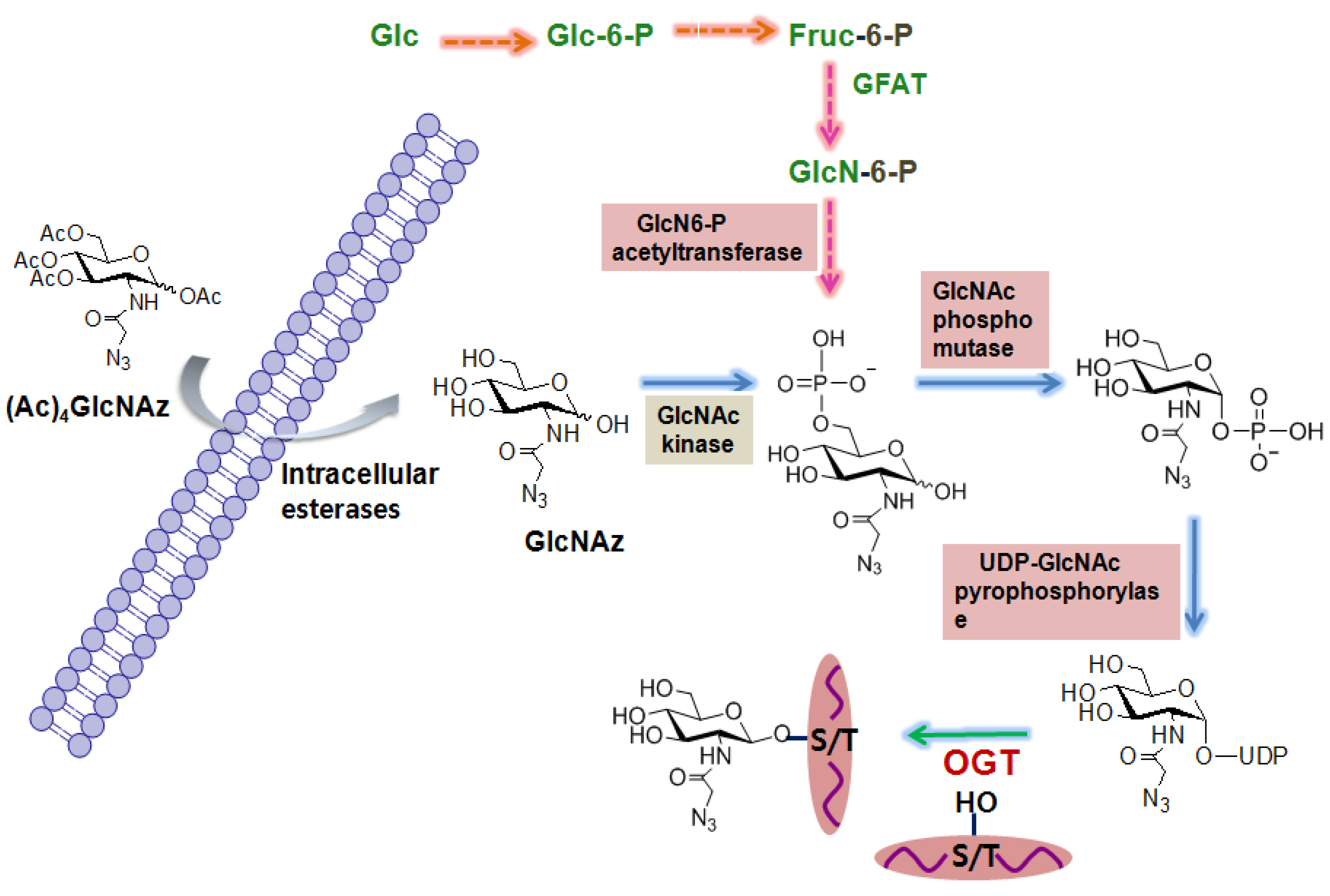 Molecules 16 01987 g003