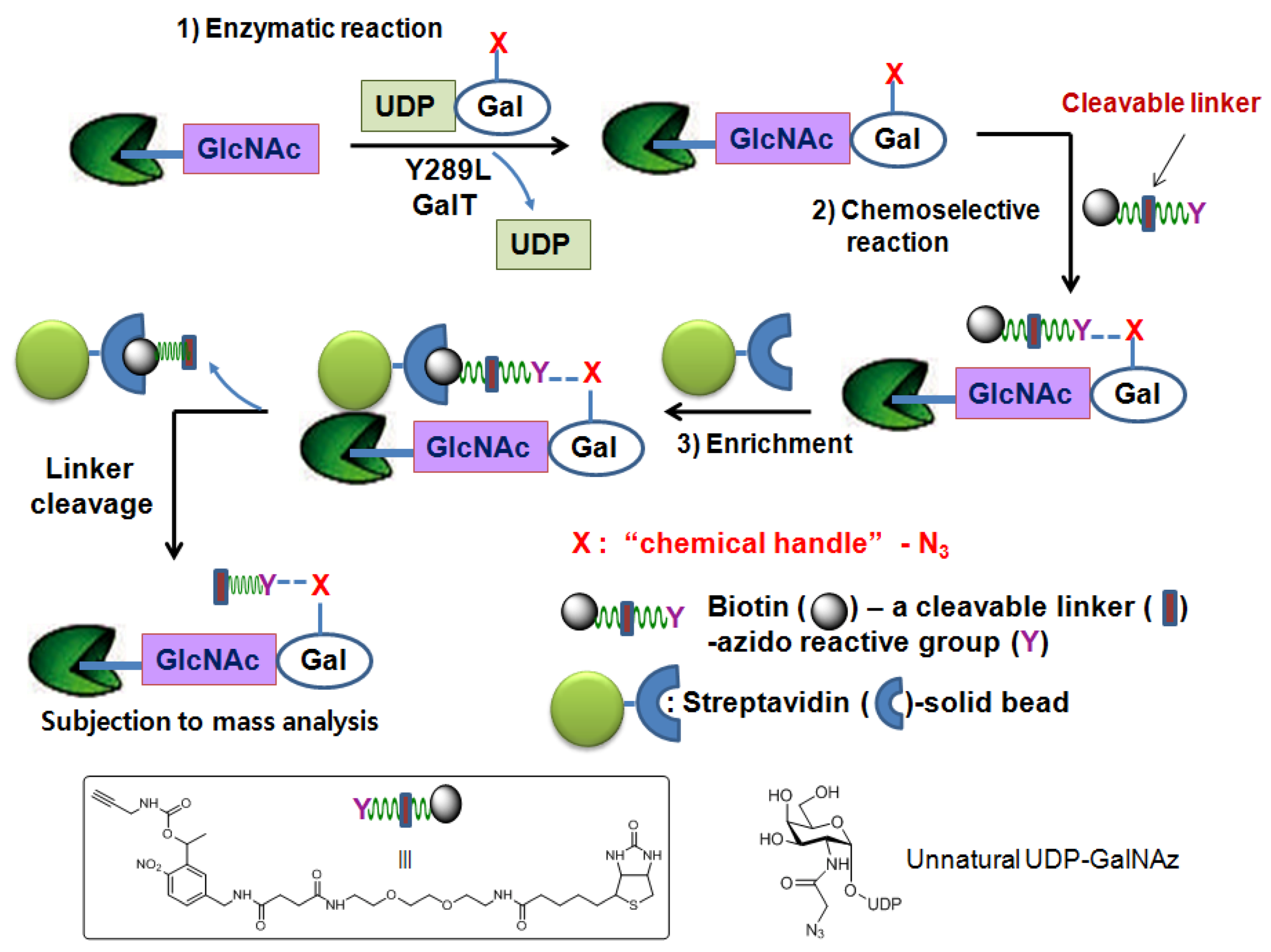 Molecules 16 01987 g005