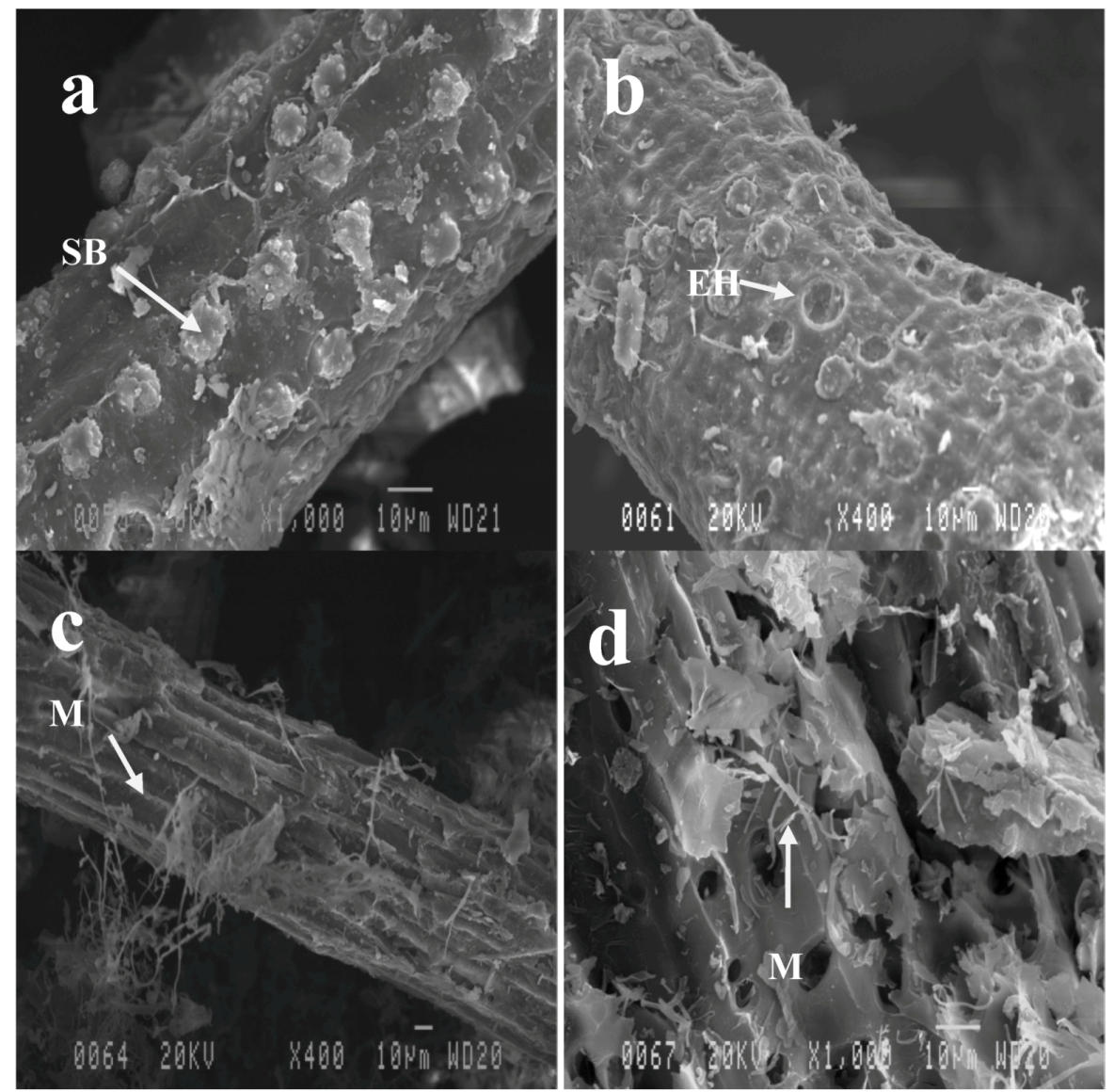 Molecules 17 14995 g004