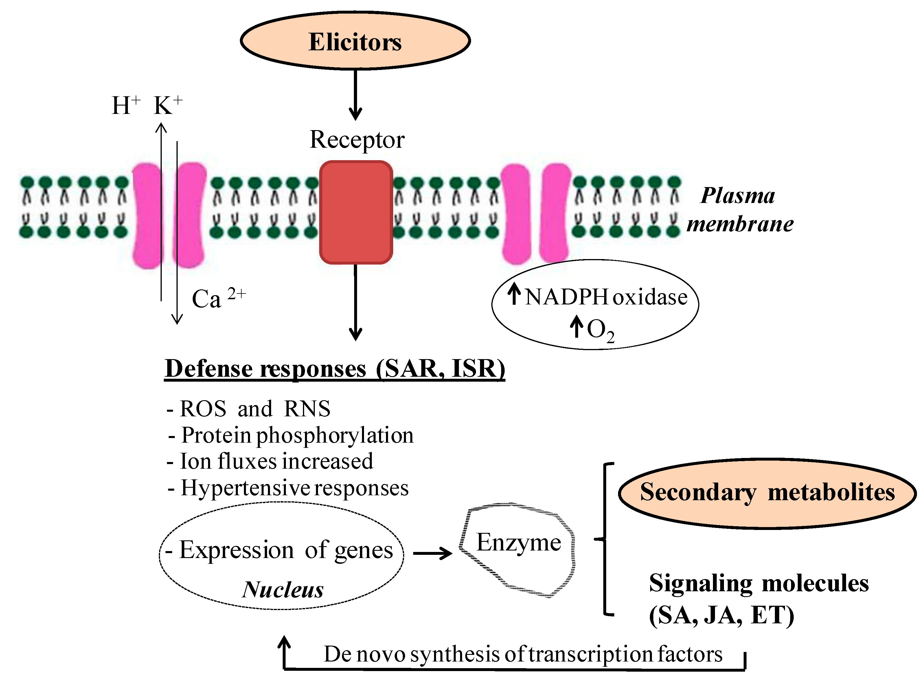 Molecules 19 13541 g001