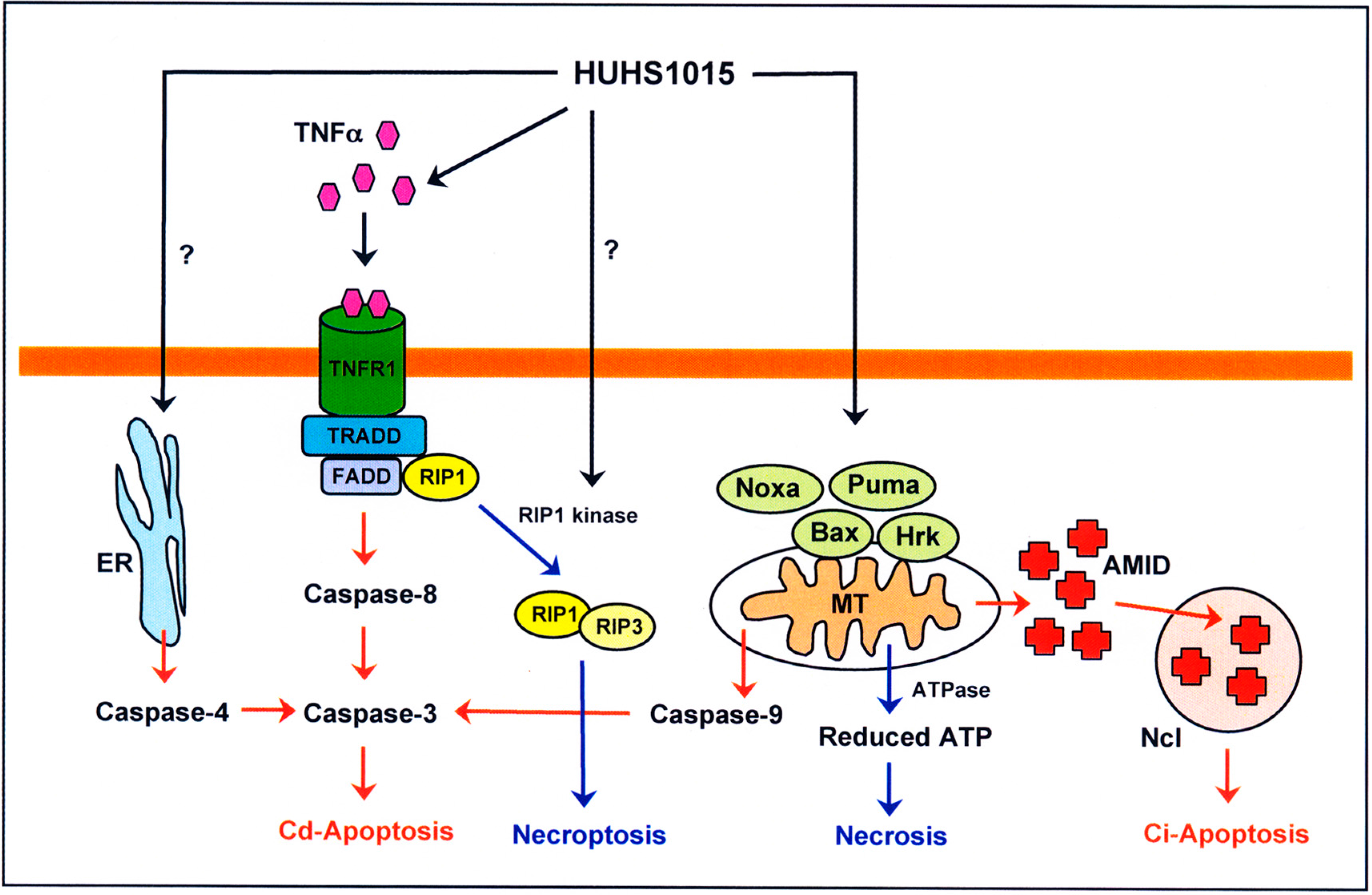 Molecules 19 21462 g004