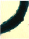 Molecules 21 00726 i028