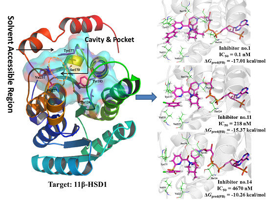 Molecular Modeling Studies of 11β-Hydroxysteroid Dehydrogenase Type 1 Inhibitors through Receptor-Based 3D-QSAR and Molecular Dynamics Simulations Molecular Modeling Studies of 11β-Hydroxysteroid Dehydrogenase Type 1 Inhibitors through Receptor-Based 3D-QSAR and Molecular Dynamics Simulations