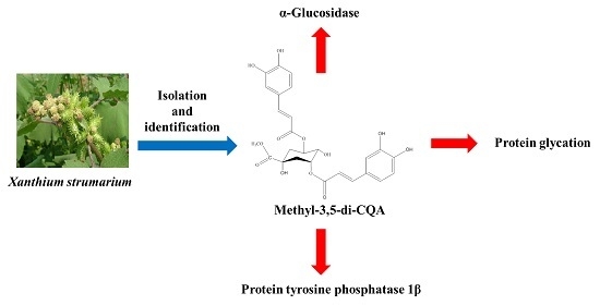 Xanthium strumarium as an Inhibitor of α-Glucosidase, Protein Tyrosine Phosphatase 1β, Protein Glycation and ABTS for Diabetic and Its Complication Xanthium strumarium as an Inhibitor of α-Glucosidase, Protein Tyrosine Phosphatase 1β, Protein Glycation and ABTS for Diabetic and Its Complication