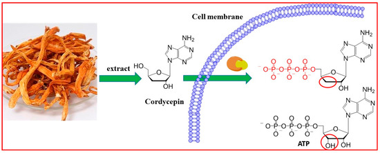 Cordycepin Induces Apoptosis and Inhibits Proliferation of Human Lung Cancer Cell Line H1975 via Inhibiting the Phosphorylation of EGFR Cordycepin Induces Apoptosis and Inhibits Proliferation of Human Lung Cancer Cell Line H1975 via Inhibiting the Phosphorylation of EGFR