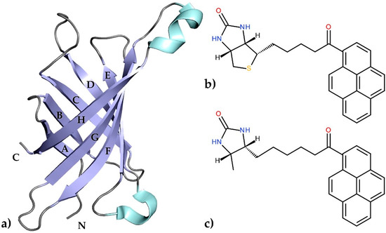 Structural Characterization of the Avidin Interactions with Fluorescent Pyrene-Conjugates: 1-Biotinylpyrene and 1-Desthiobiotinylpyrene† Structural Characterization of the Avidin Interactions with Fluorescent Pyrene-Conjugates: 1-Biotinylpyrene and 1-Desthiobiotinylpyrene†
