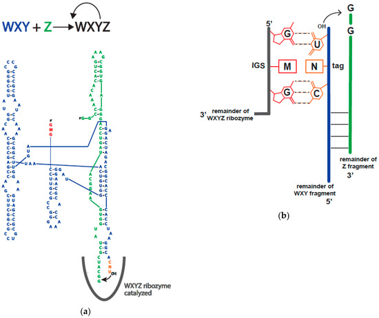 Group I Intron Internal Guide Sequence Binding Strength as a Component of Ribozyme Network Formation Group I Intron Internal Guide Sequence Binding Strength as a Component of Ribozyme Network Formation
