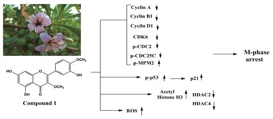 A Flavone Constituent from Myoporum bontioides Induces M-Phase Cell Cycle Arrest of MCF-7 Breast Cancer Cells A Flavone Constituent from Myoporum bontioides Induces M-Phase Cell Cycle Arrest of MCF-7 Breast Cancer Cells