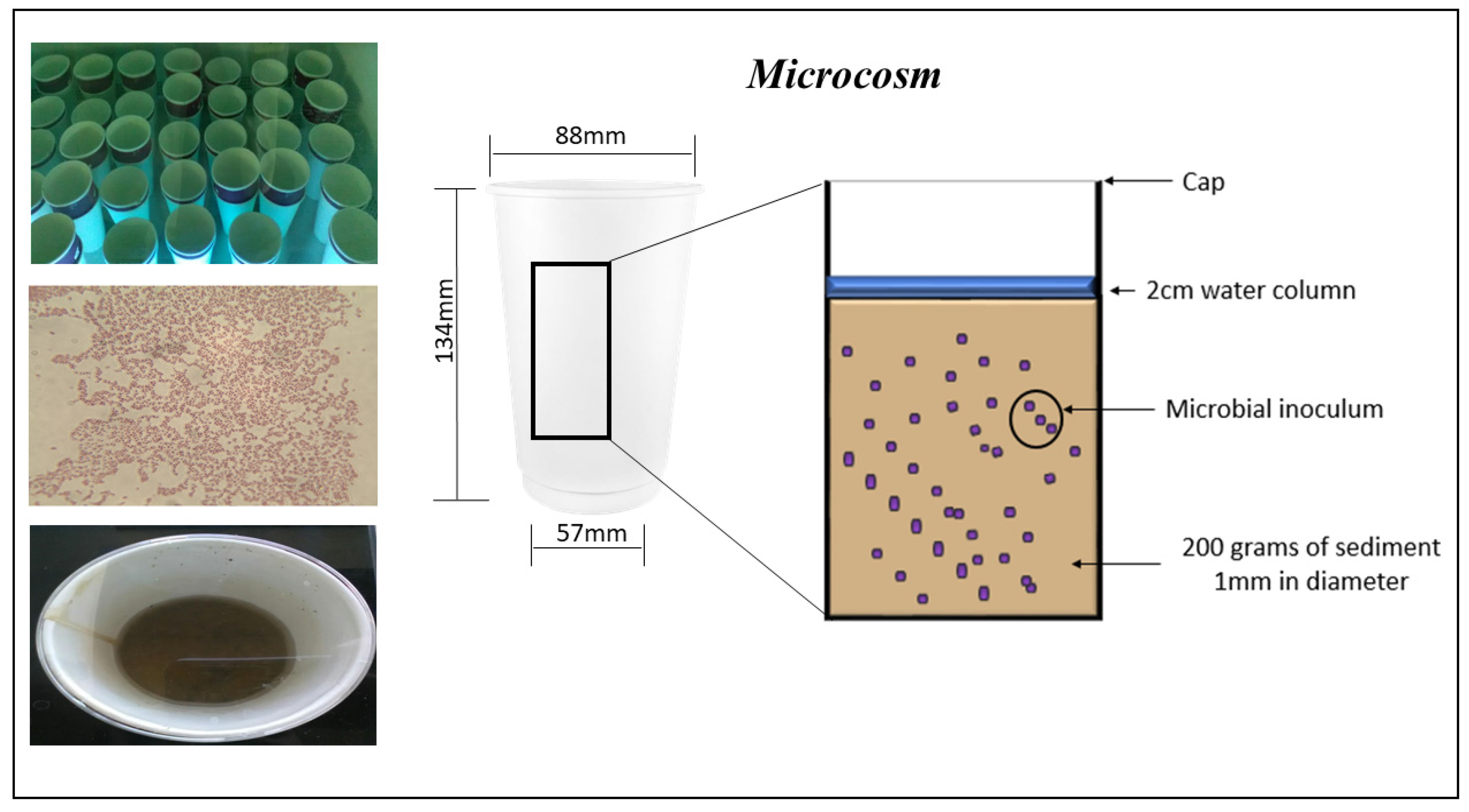 Molecules 23 00627 g005 Molecules 23 00627 g005