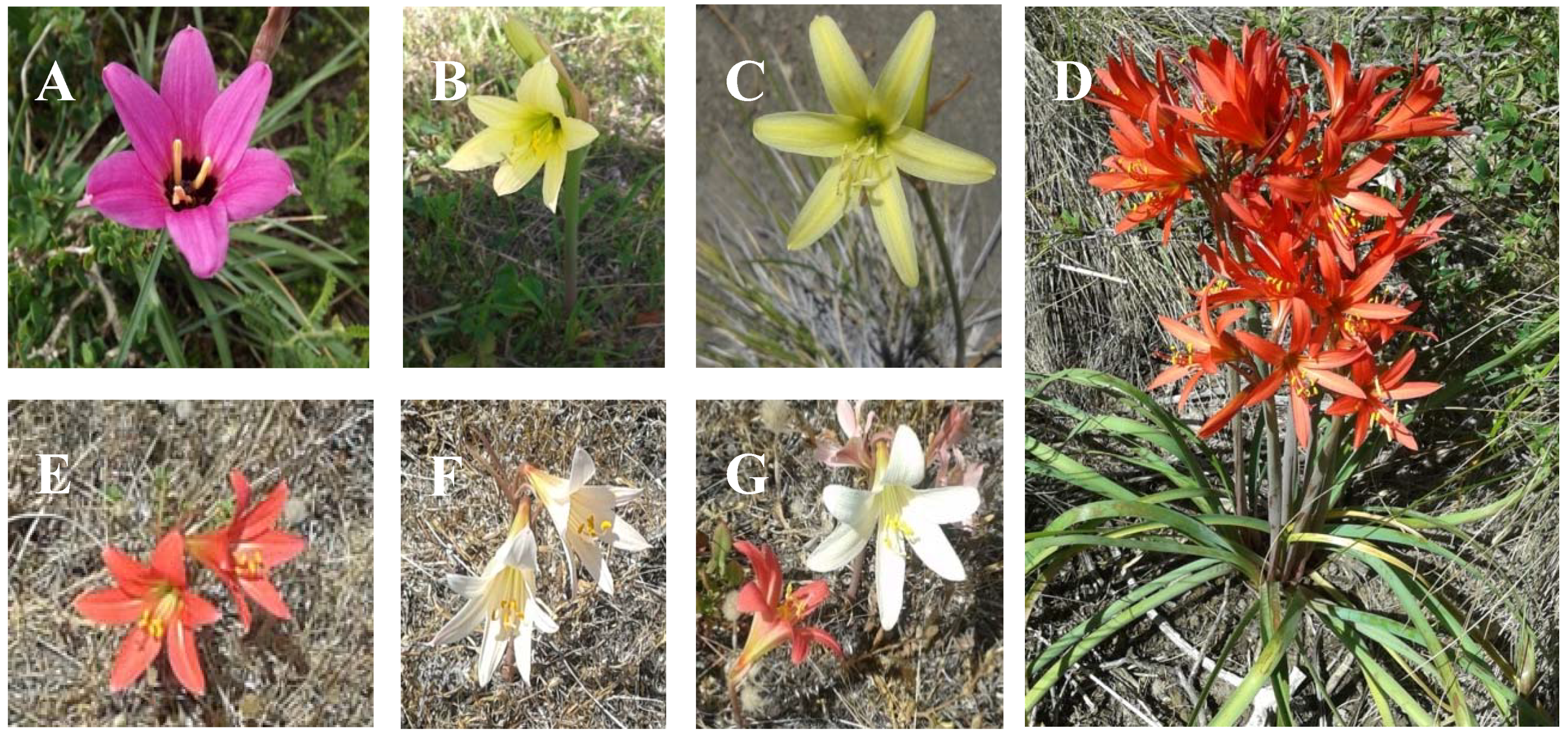 Molecules 23 01532 g003