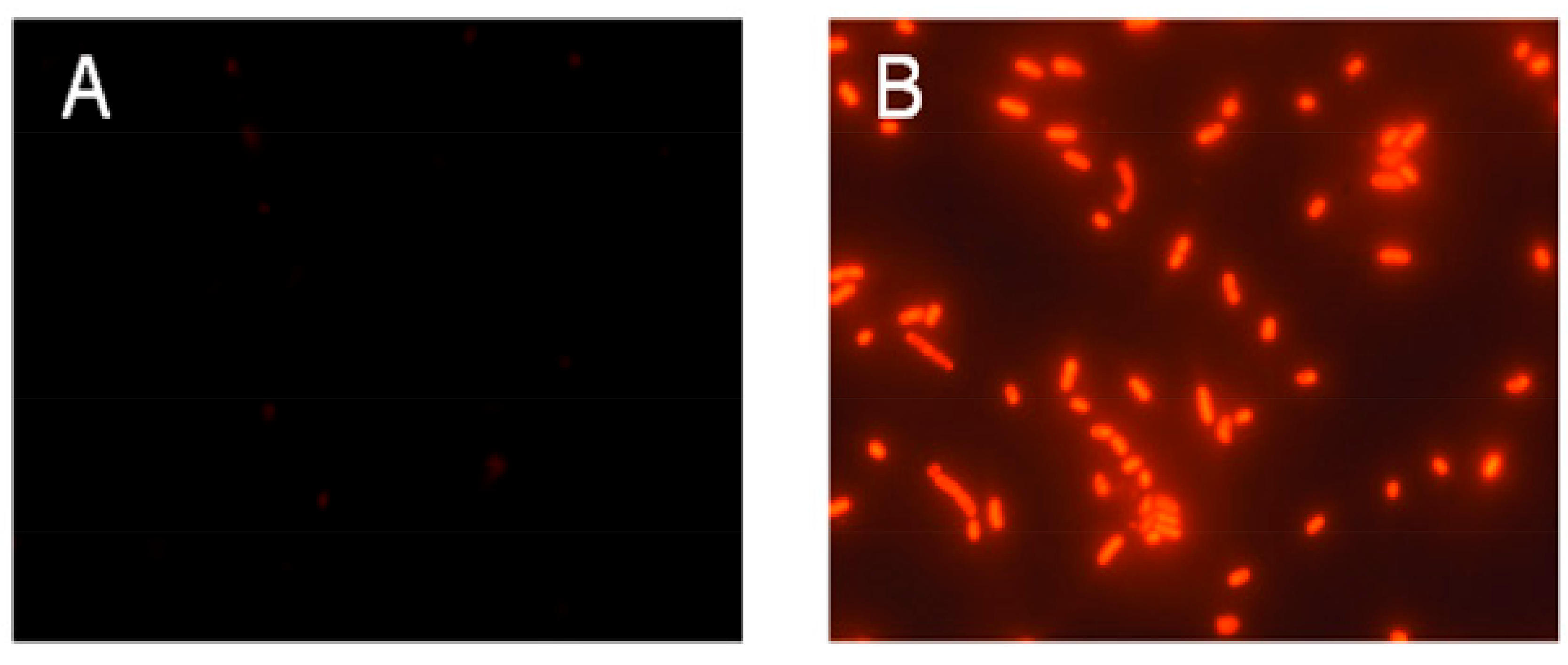 Molecules 23 02026 g004