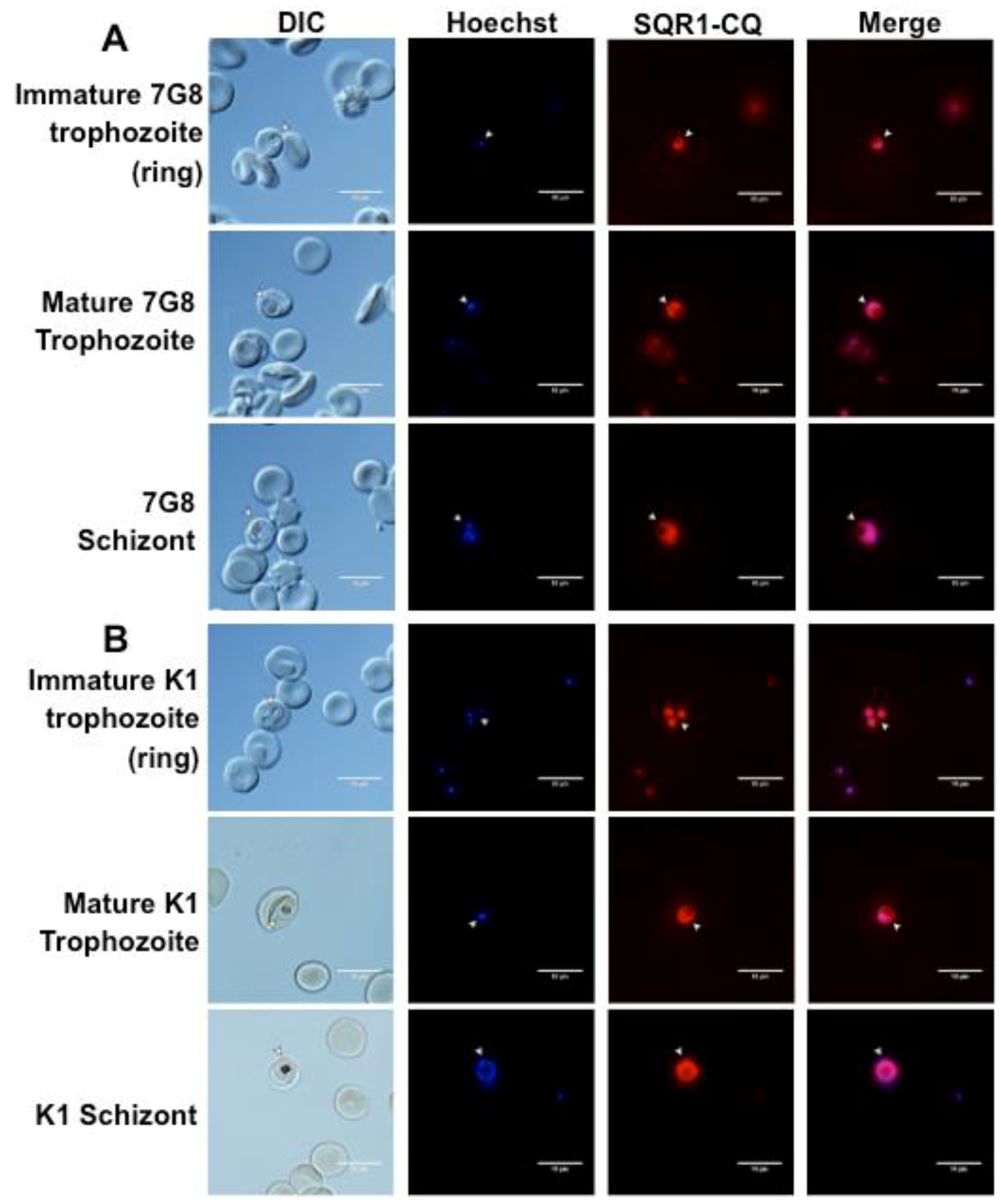 Molecules 23 02635 g002 Molecules 23 02635 g002