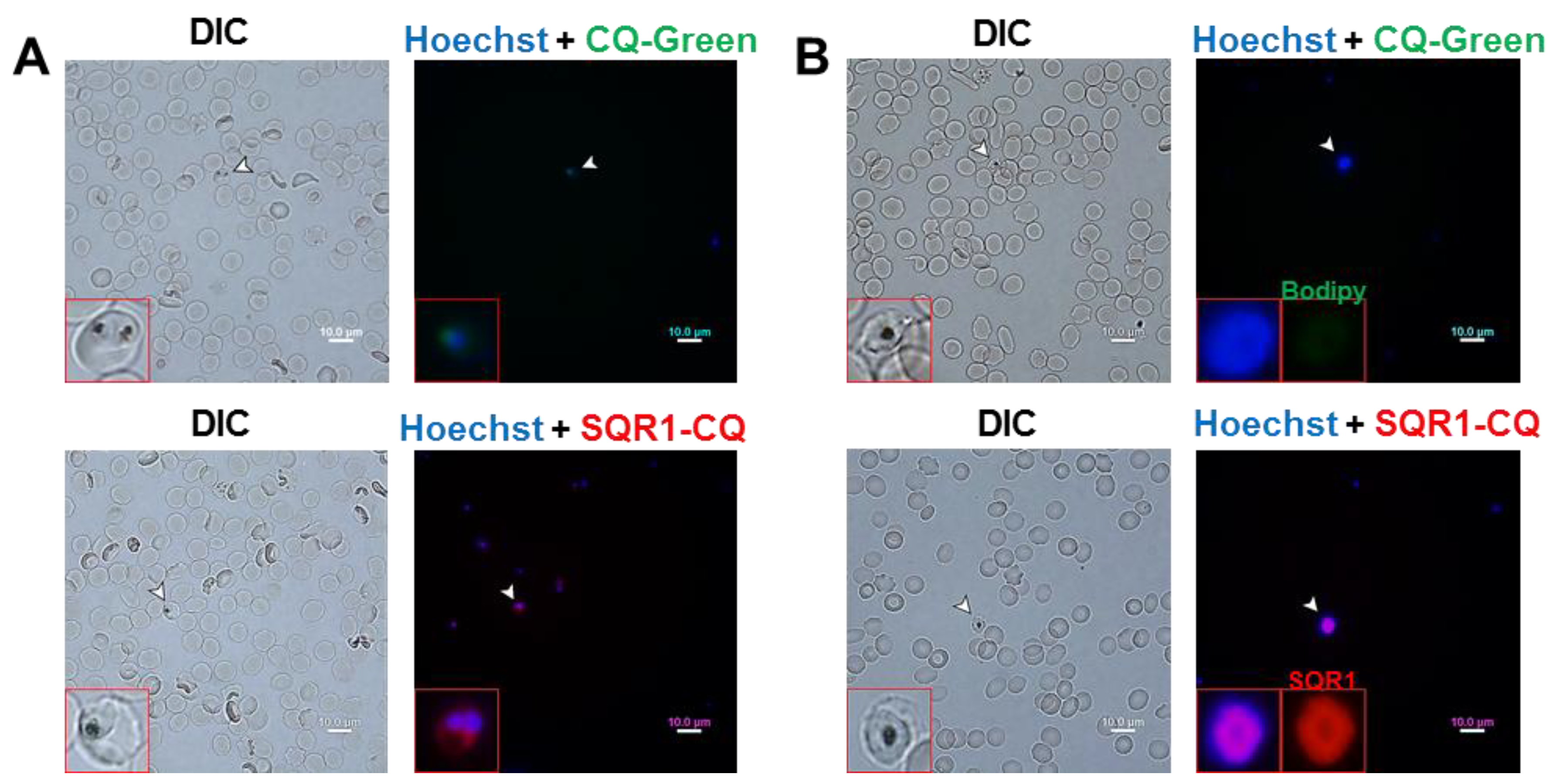 Molecules 23 02635 g003 Molecules 23 02635 g003