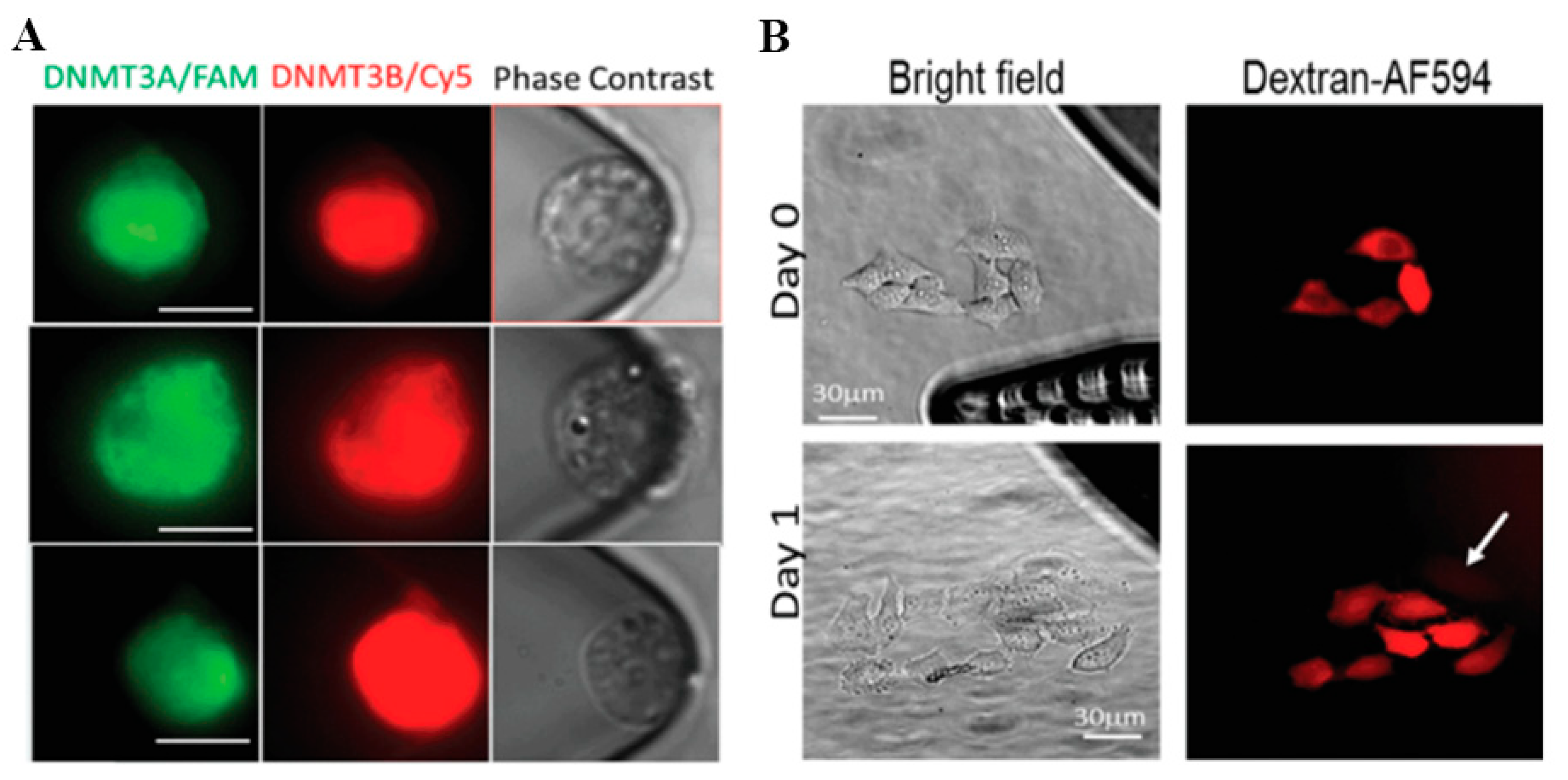 Molecules 23 03044 g011