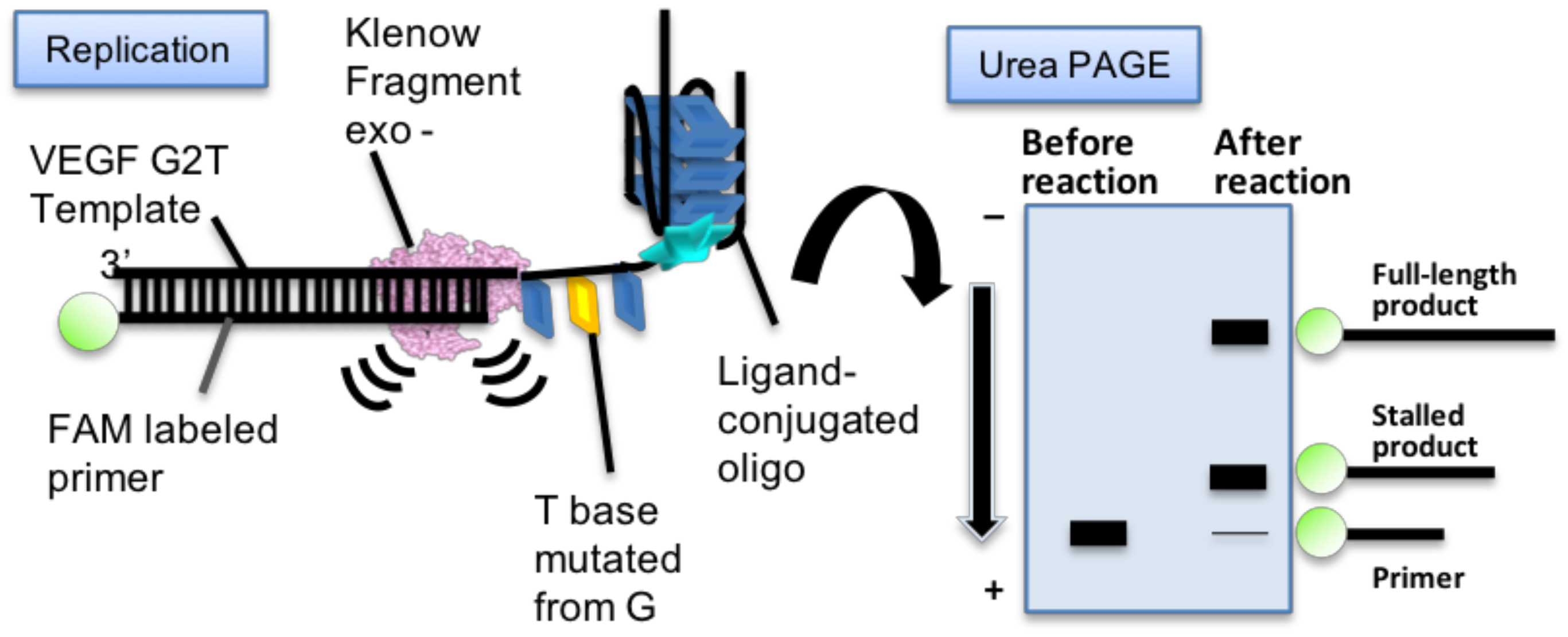 Molecules 23 03228 g006