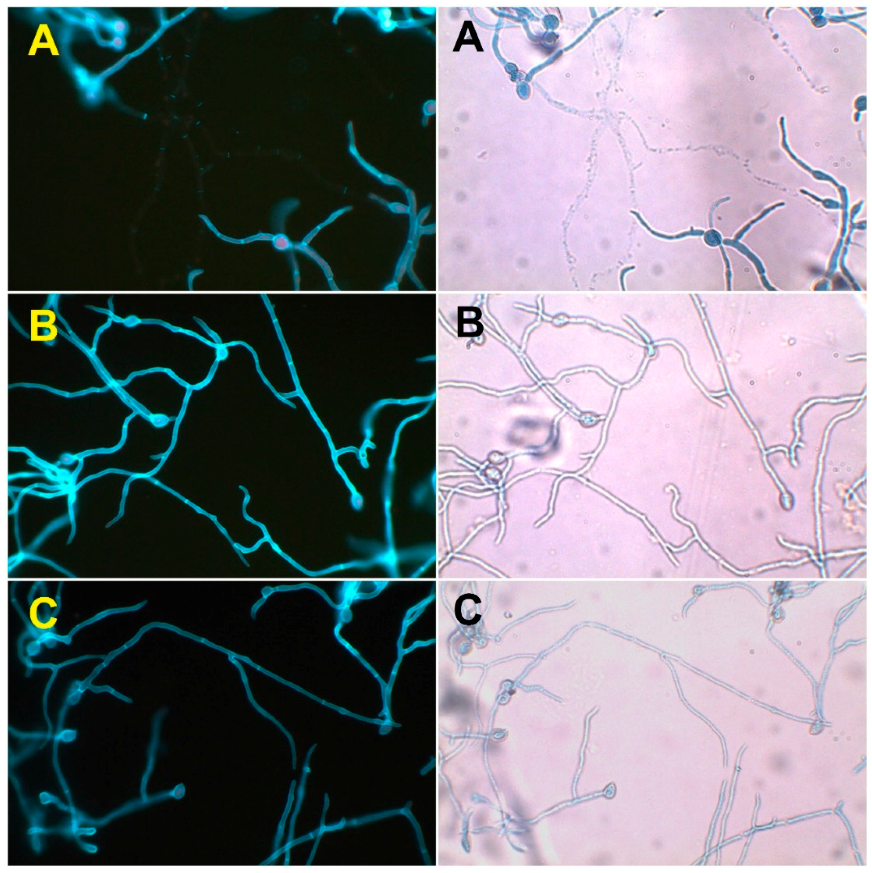 Molecules 24 00706 g002 Molecules 24 00706 g002