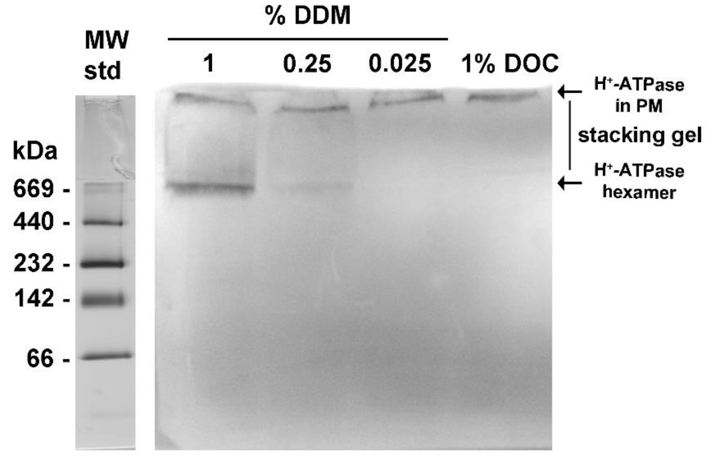 Molecules 24 00958 g005