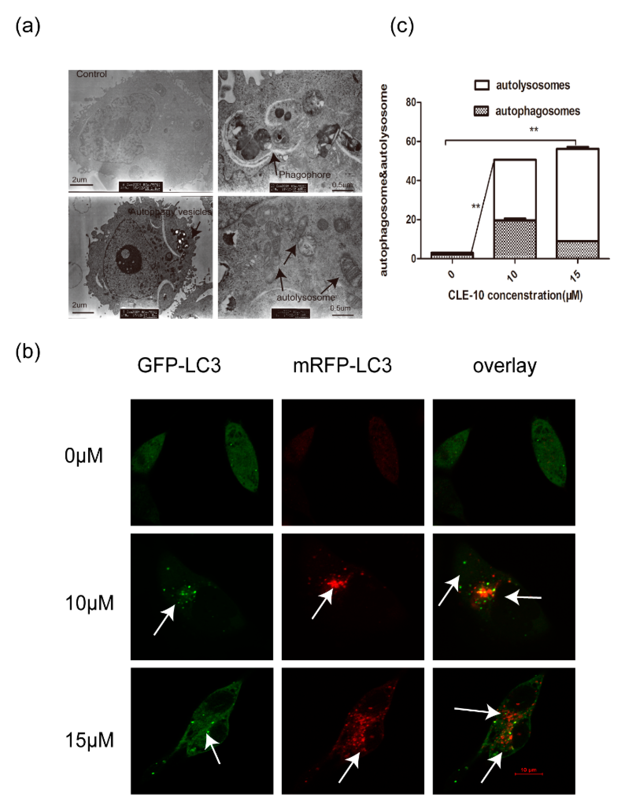 Molecules 24 01091 g005