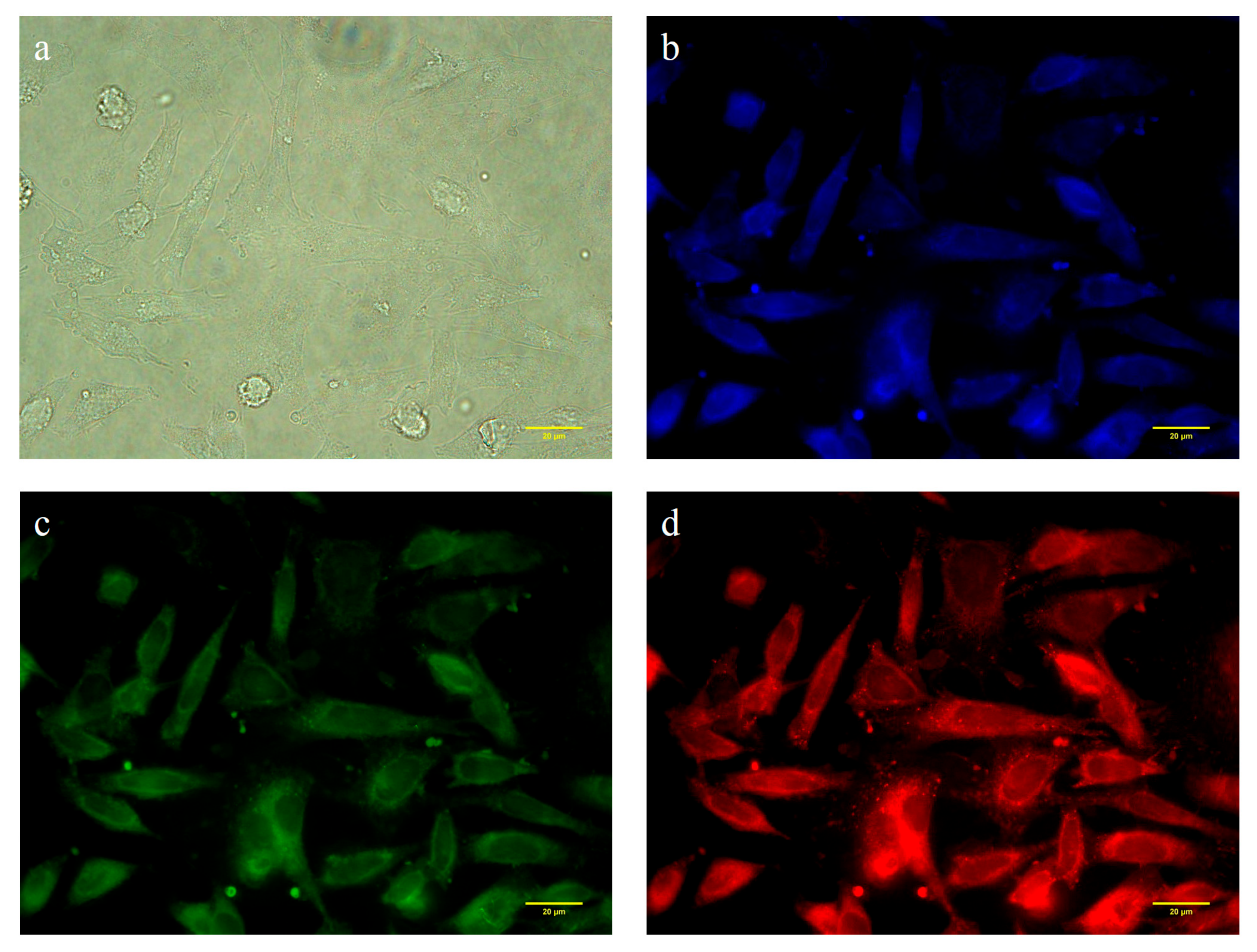 Molecules 24 01785 g006