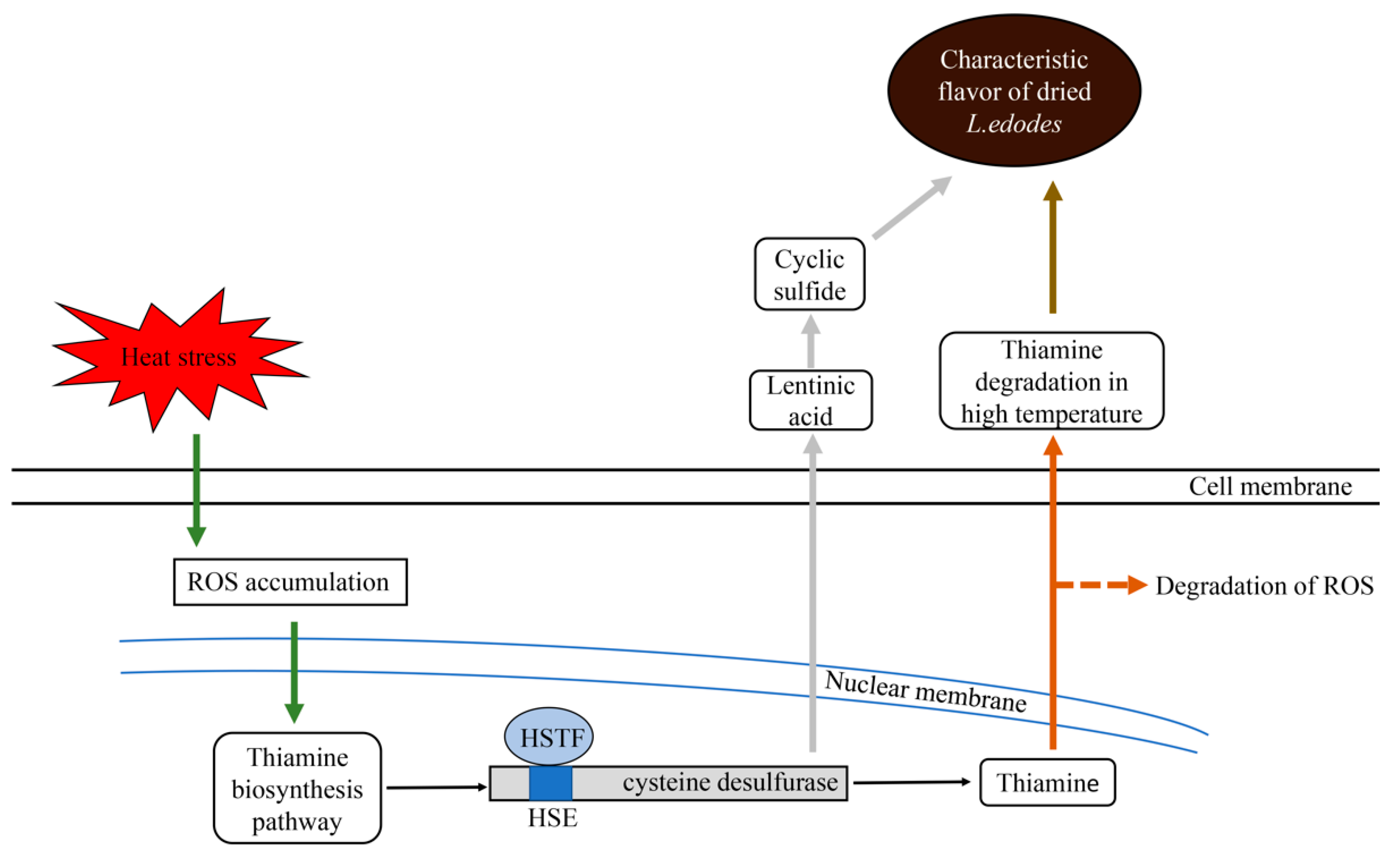 Molecules 24 02223 g004