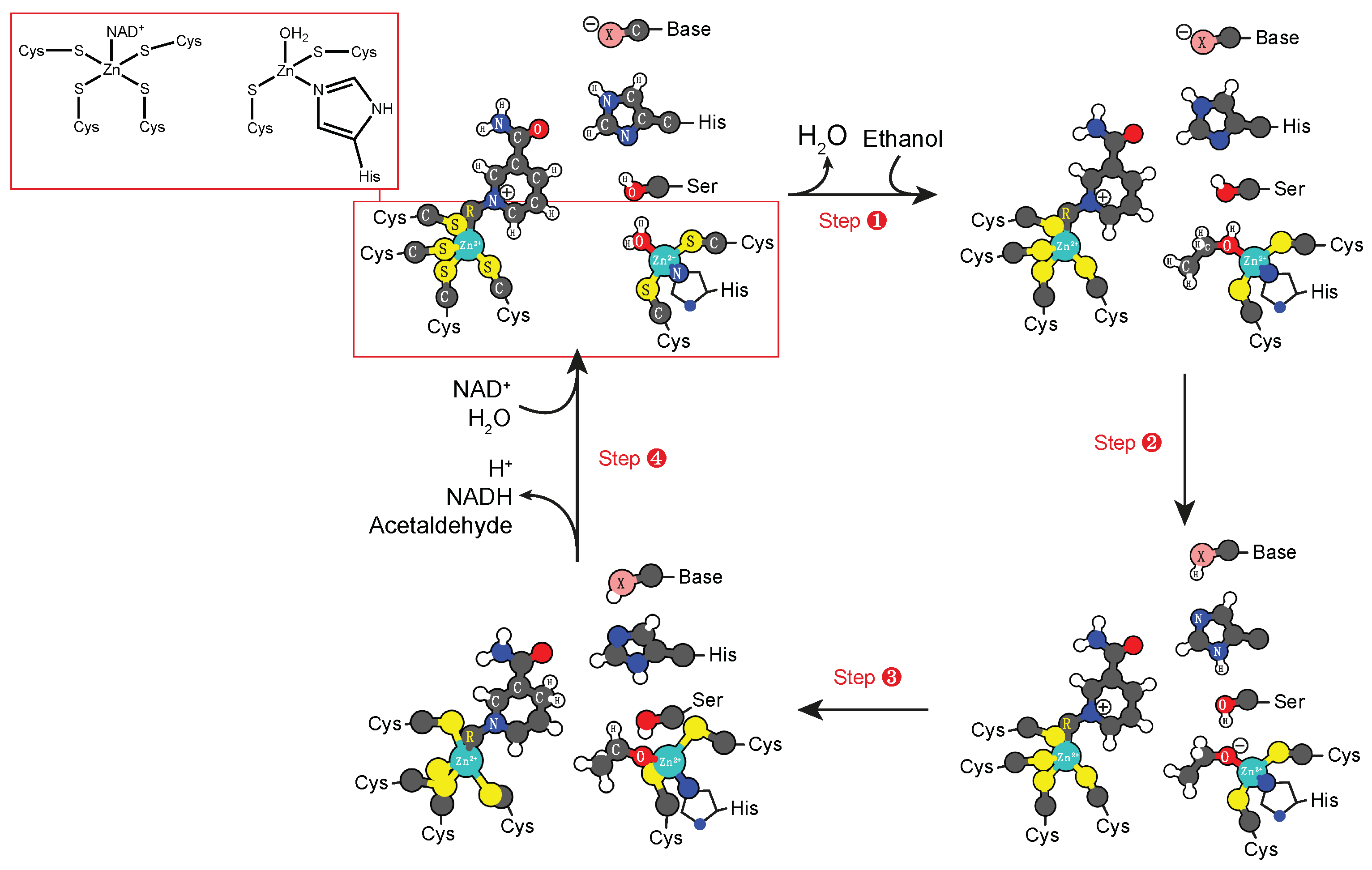 Molecules 24 02462 sch008