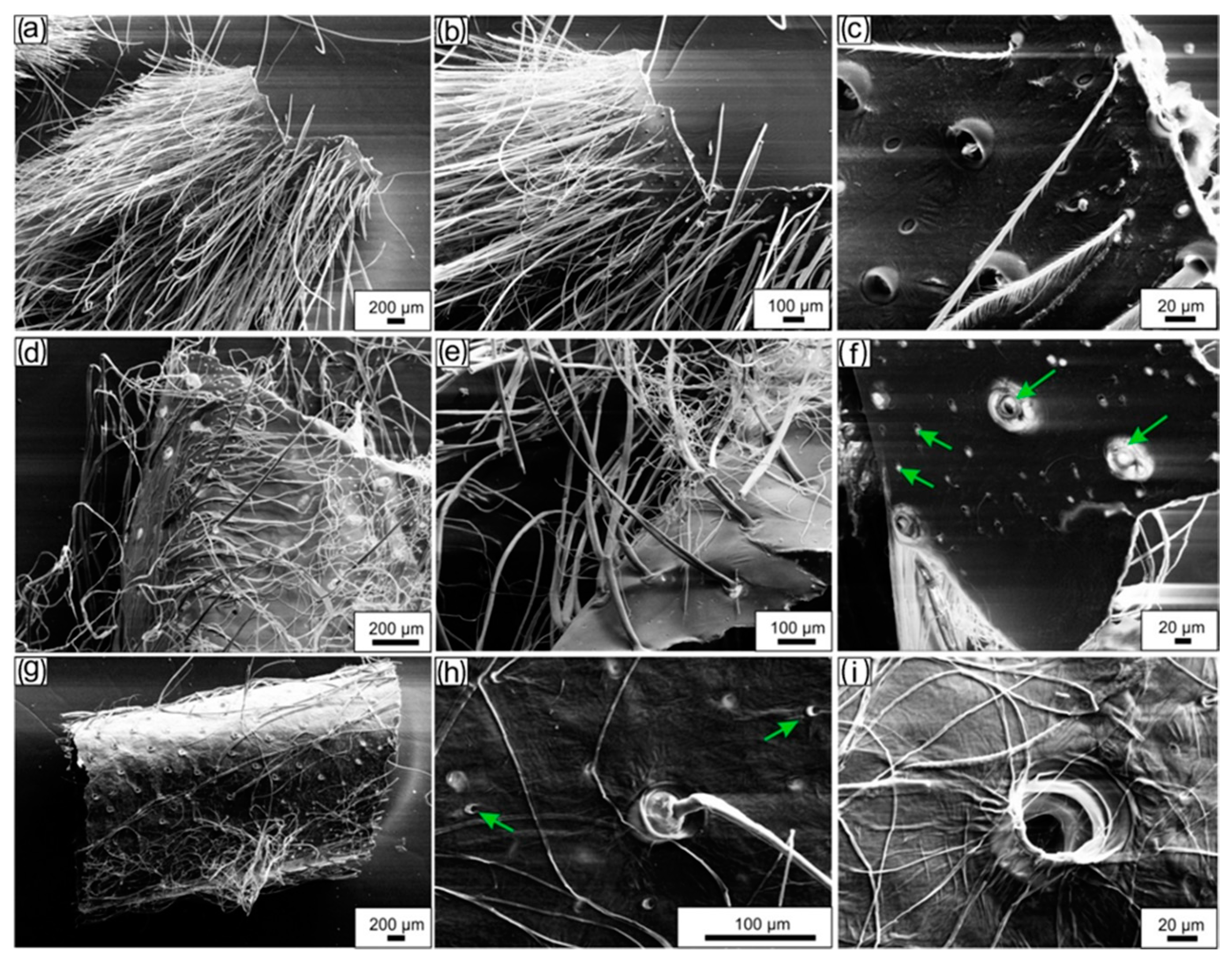 Molecules 24 03736 g004
