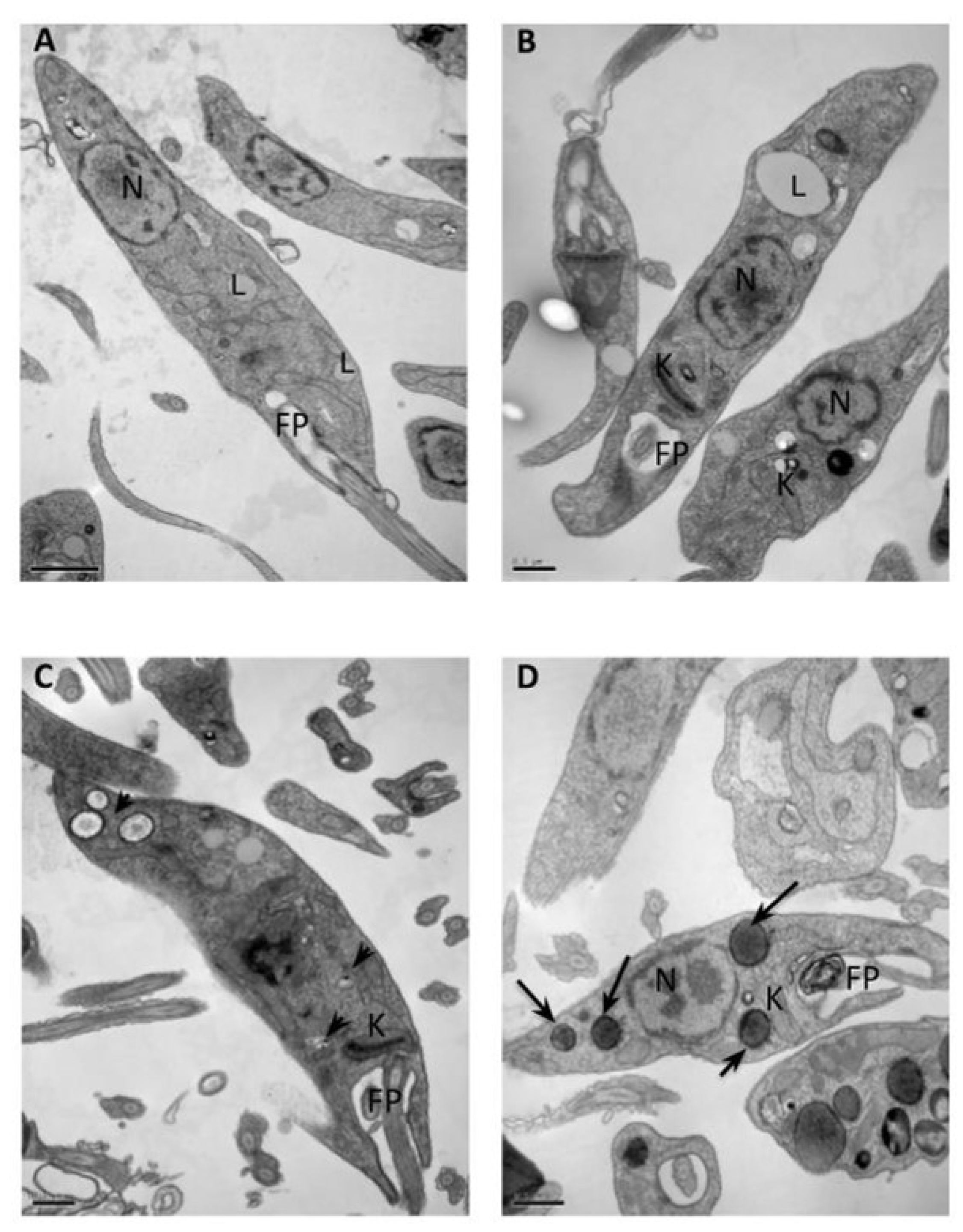 Molecules 25 00037 g002