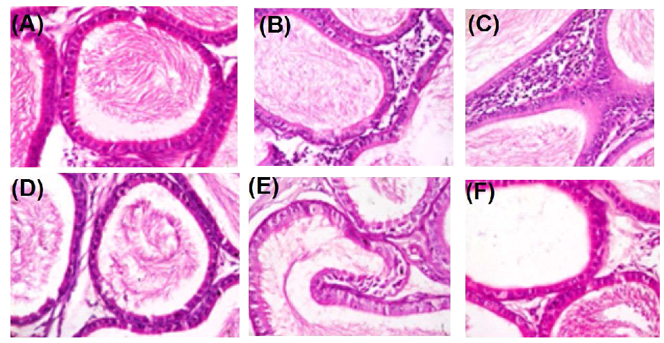 Molecules 25 01063 g009