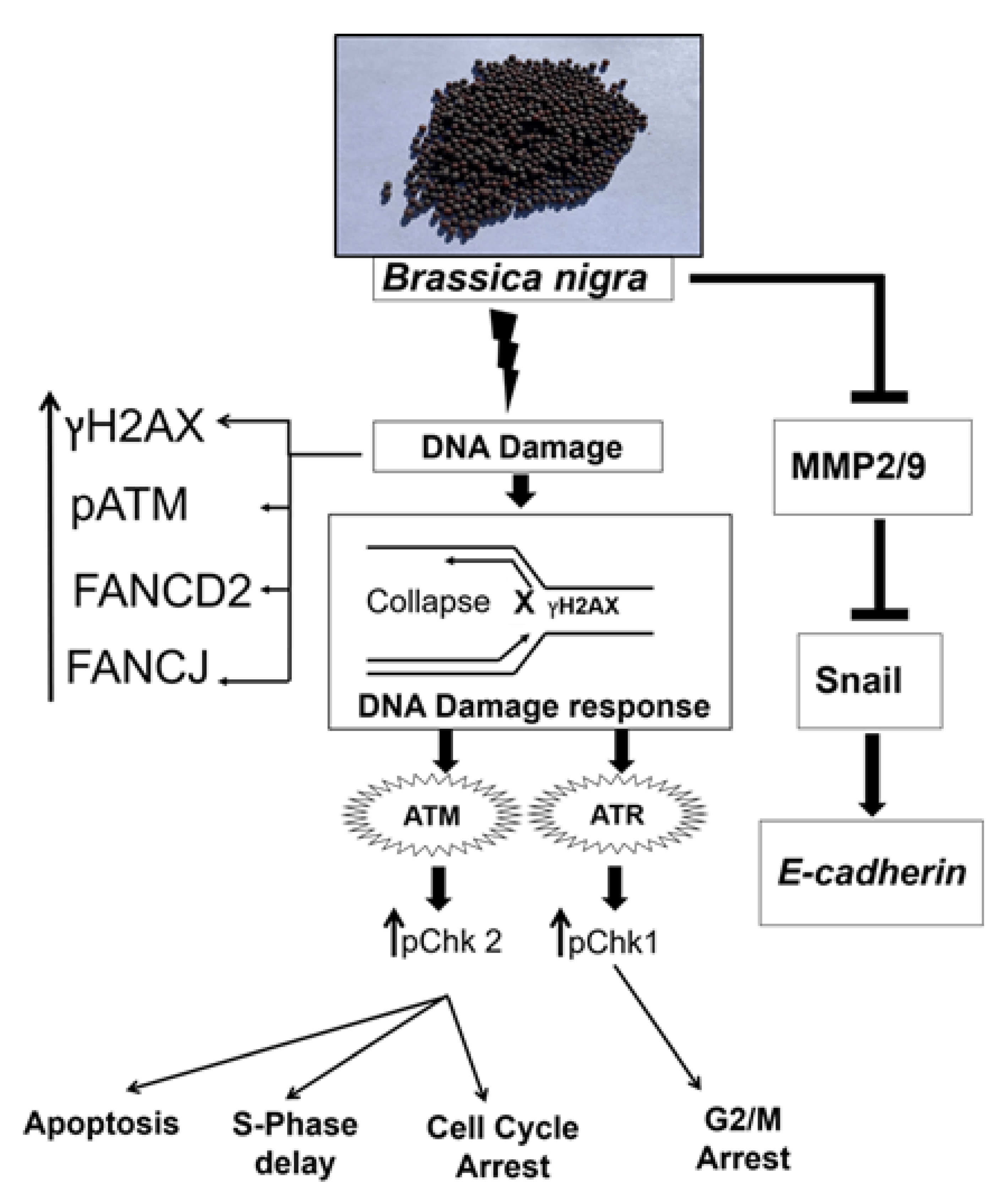 Molecules 25 02069 g008