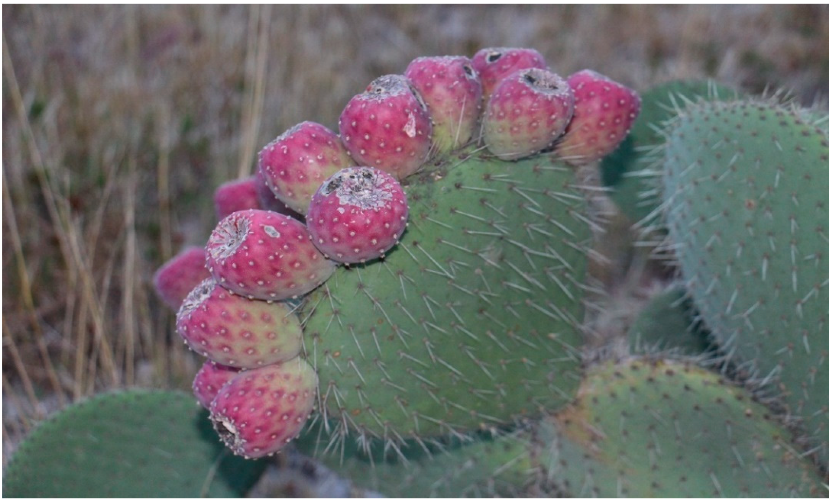 Molecules 25 03487 g005