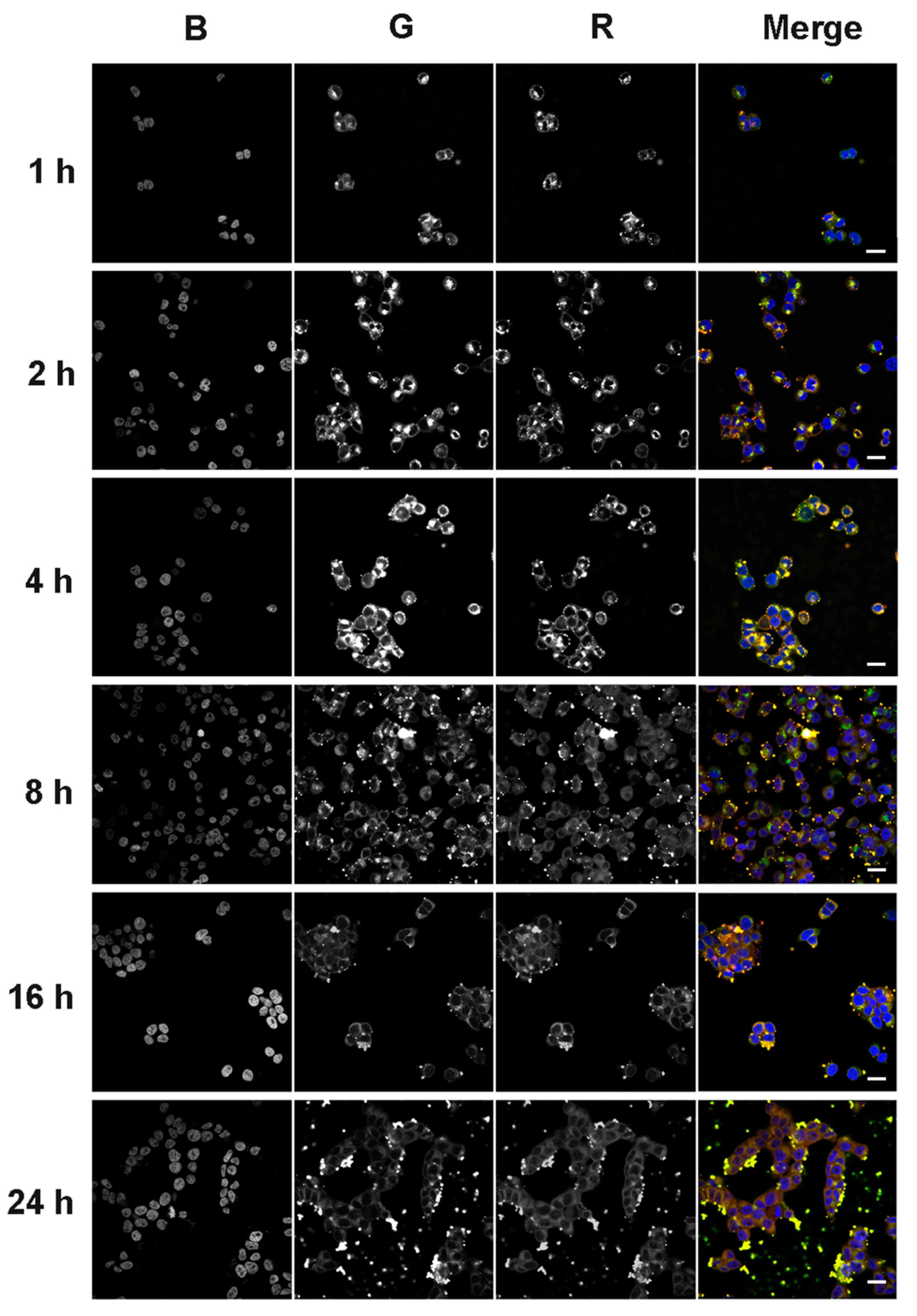 Molecules 25 03663 g008