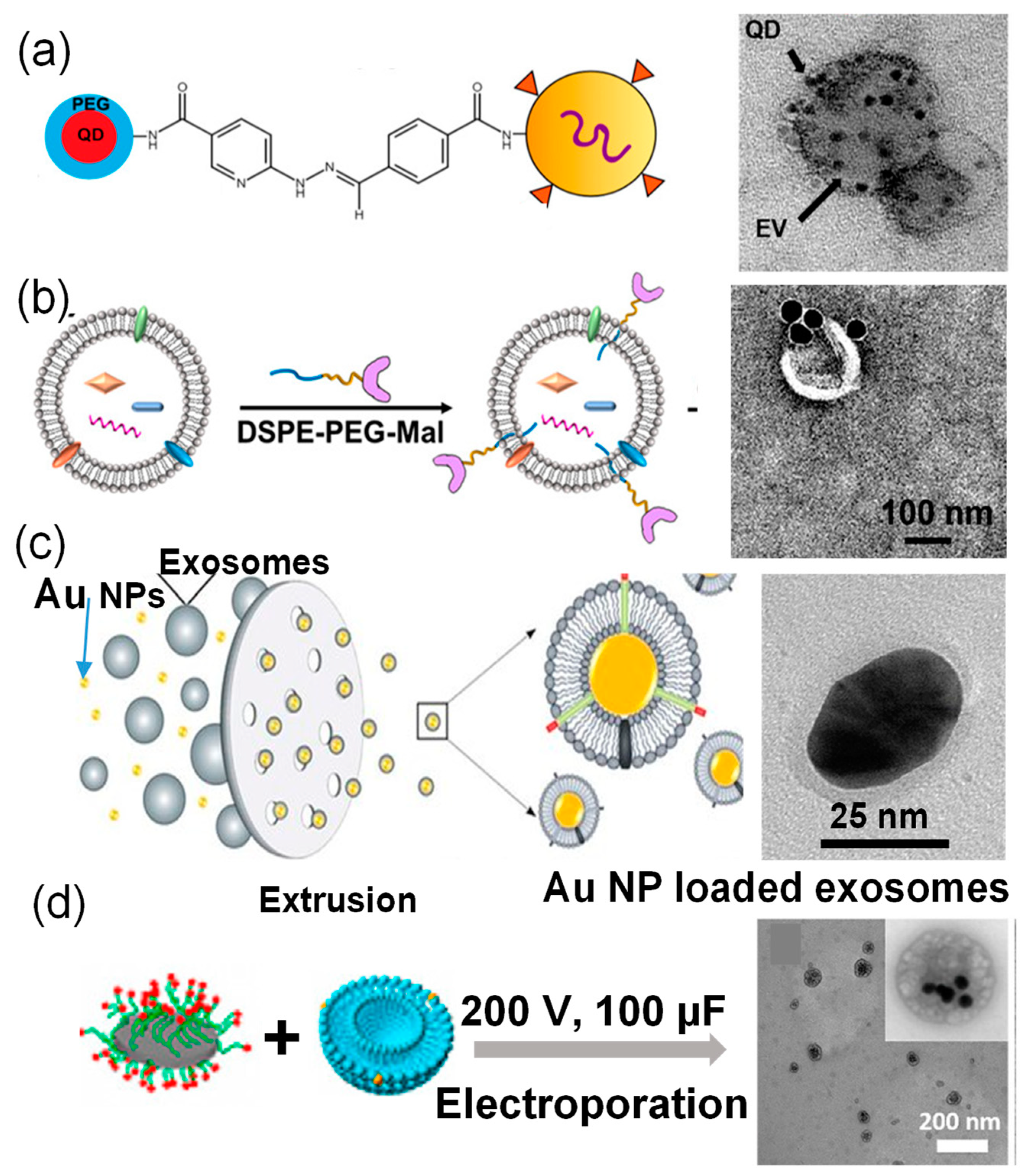 Molecules 26 01135 g002