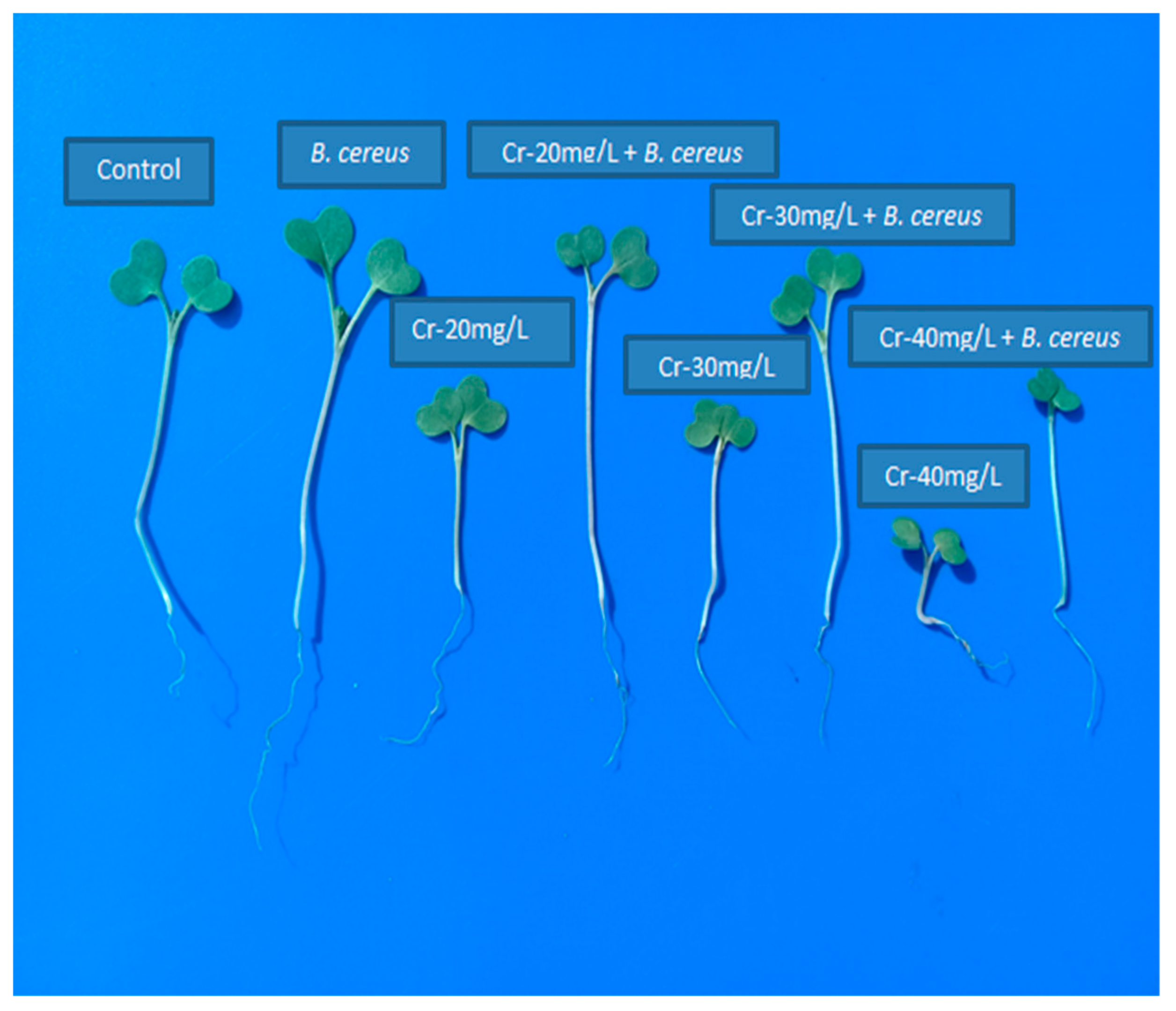 Molecules 26 01569 g001