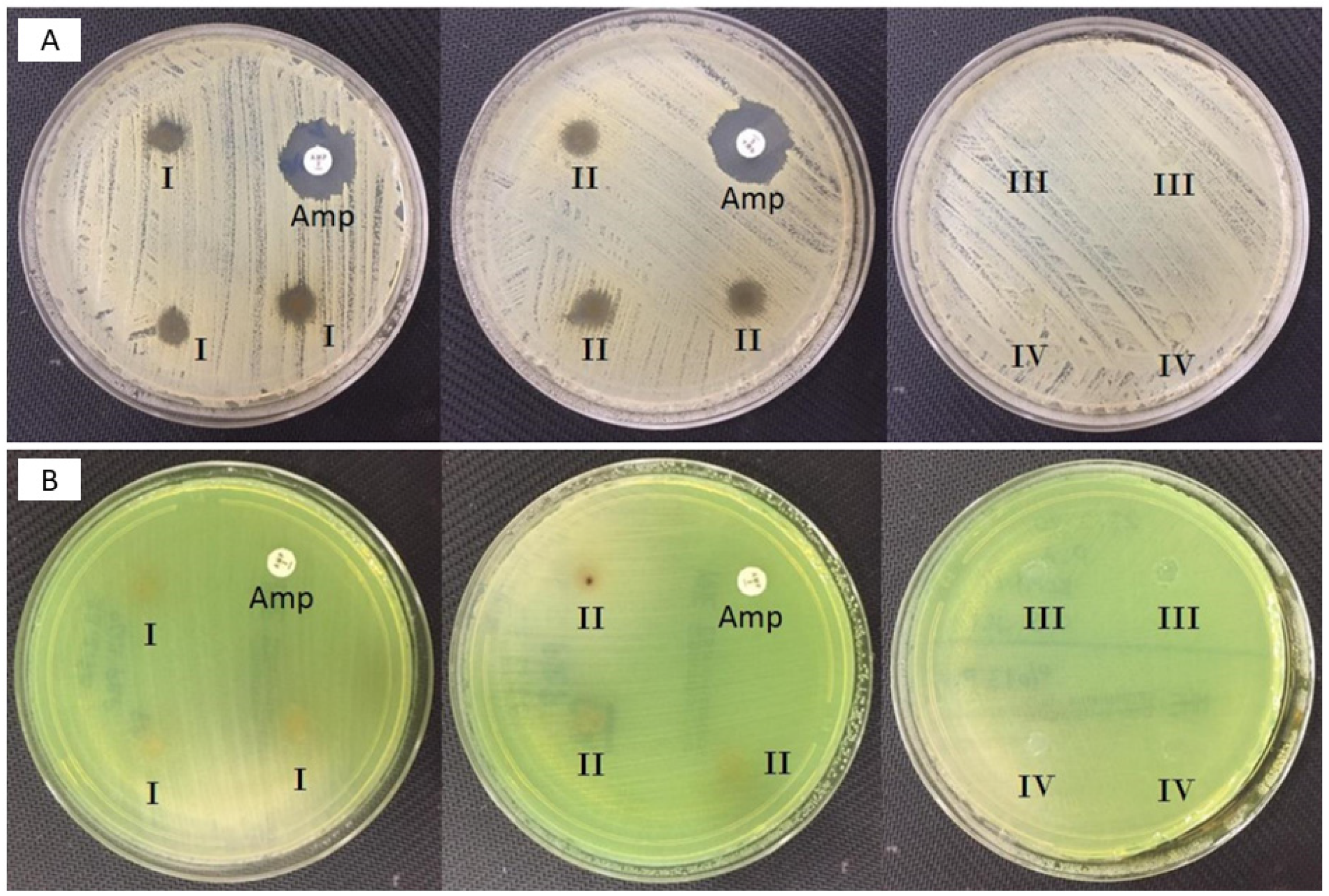 Molecules 26 02577 g004