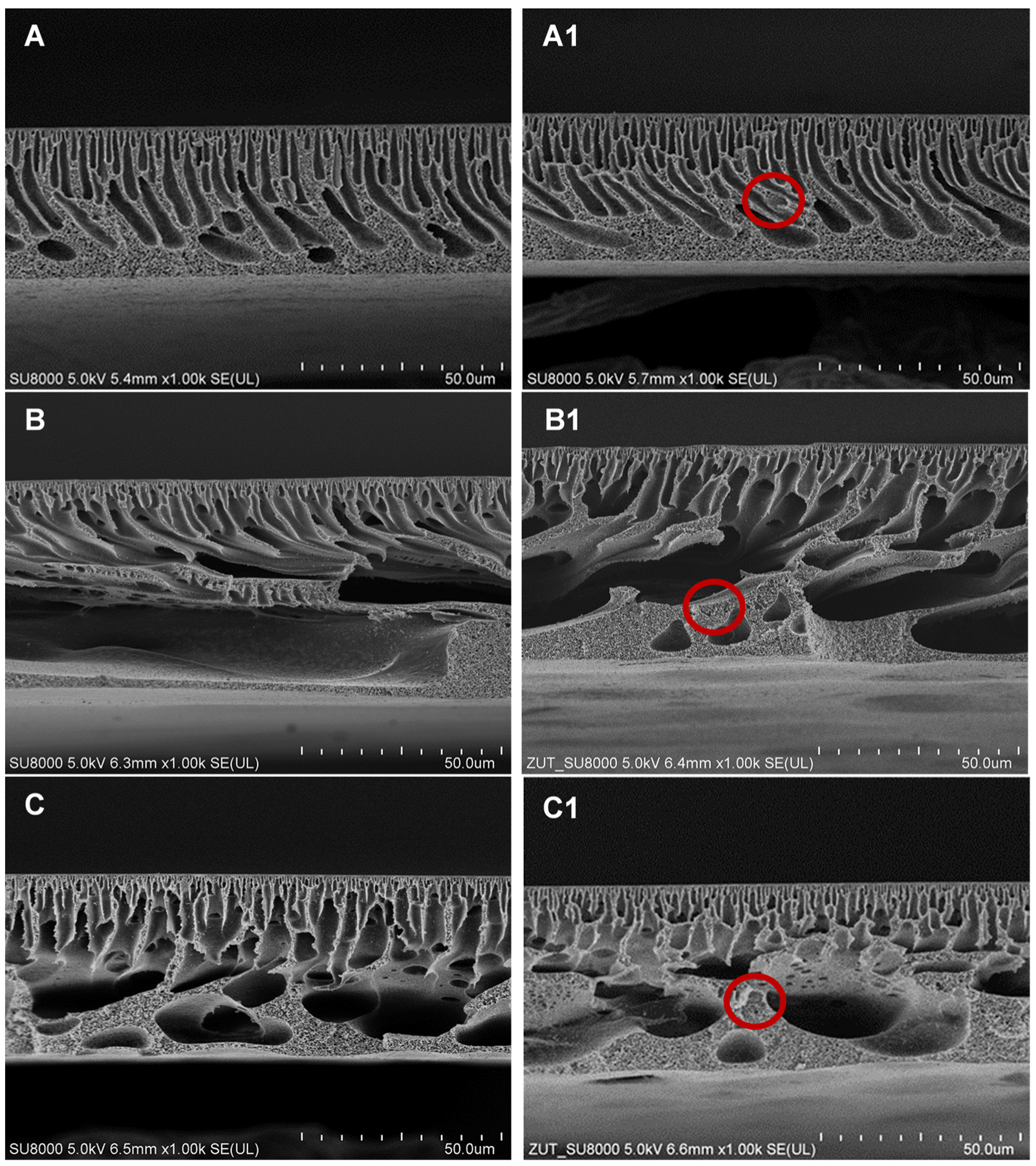 Molecules 26 02768 g001