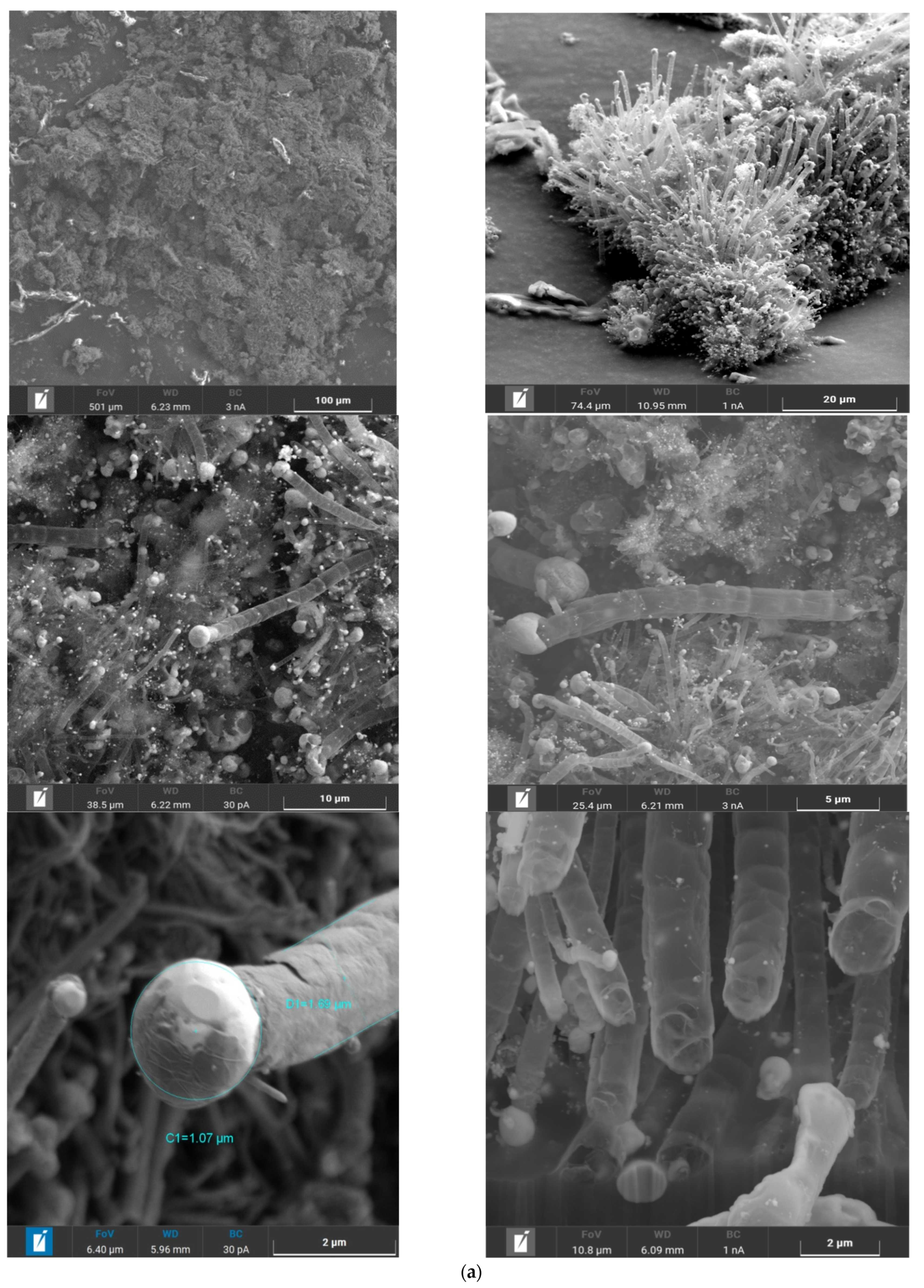 Molecules 26 03782 g002a
