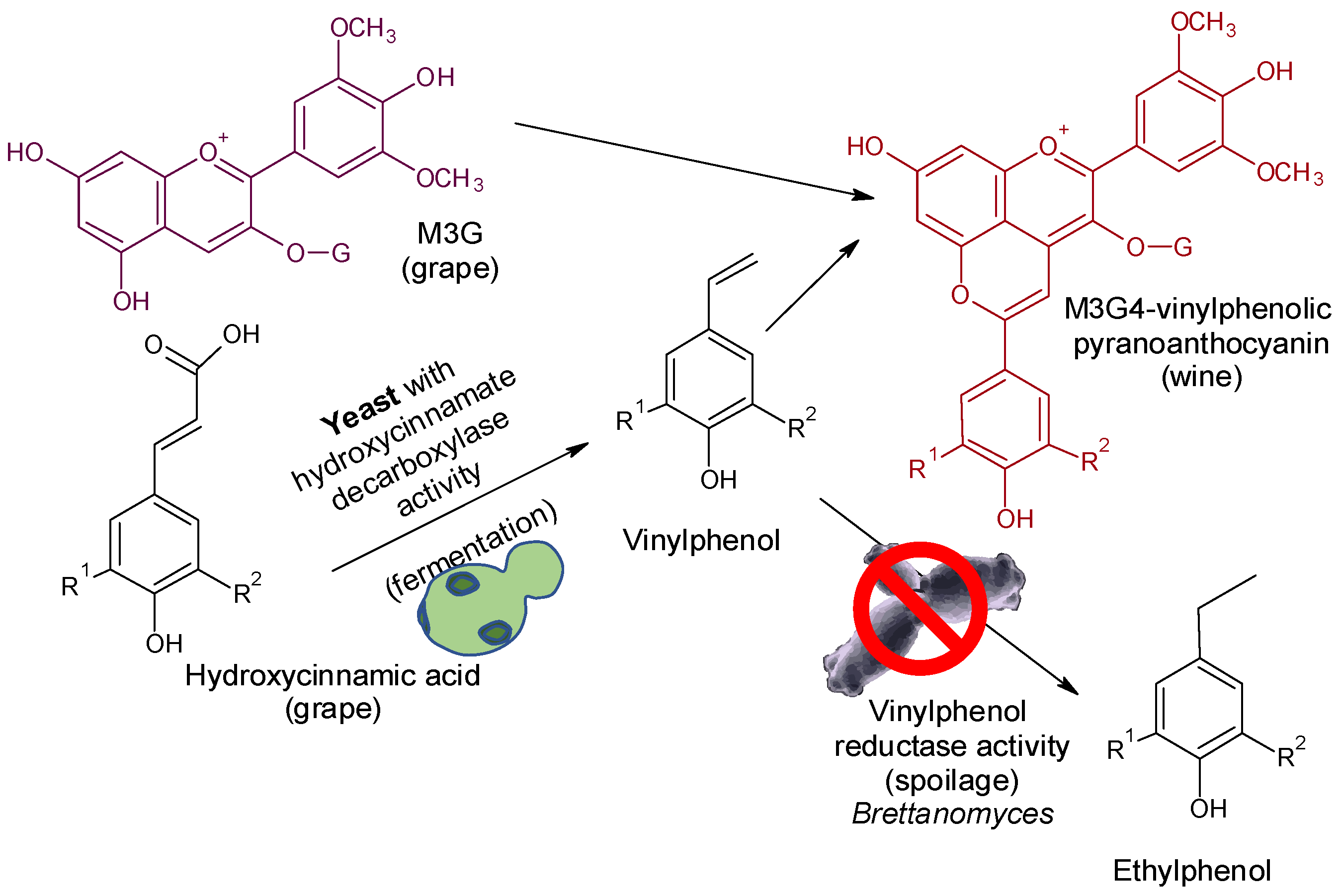 Molecules 26 04571 g003
